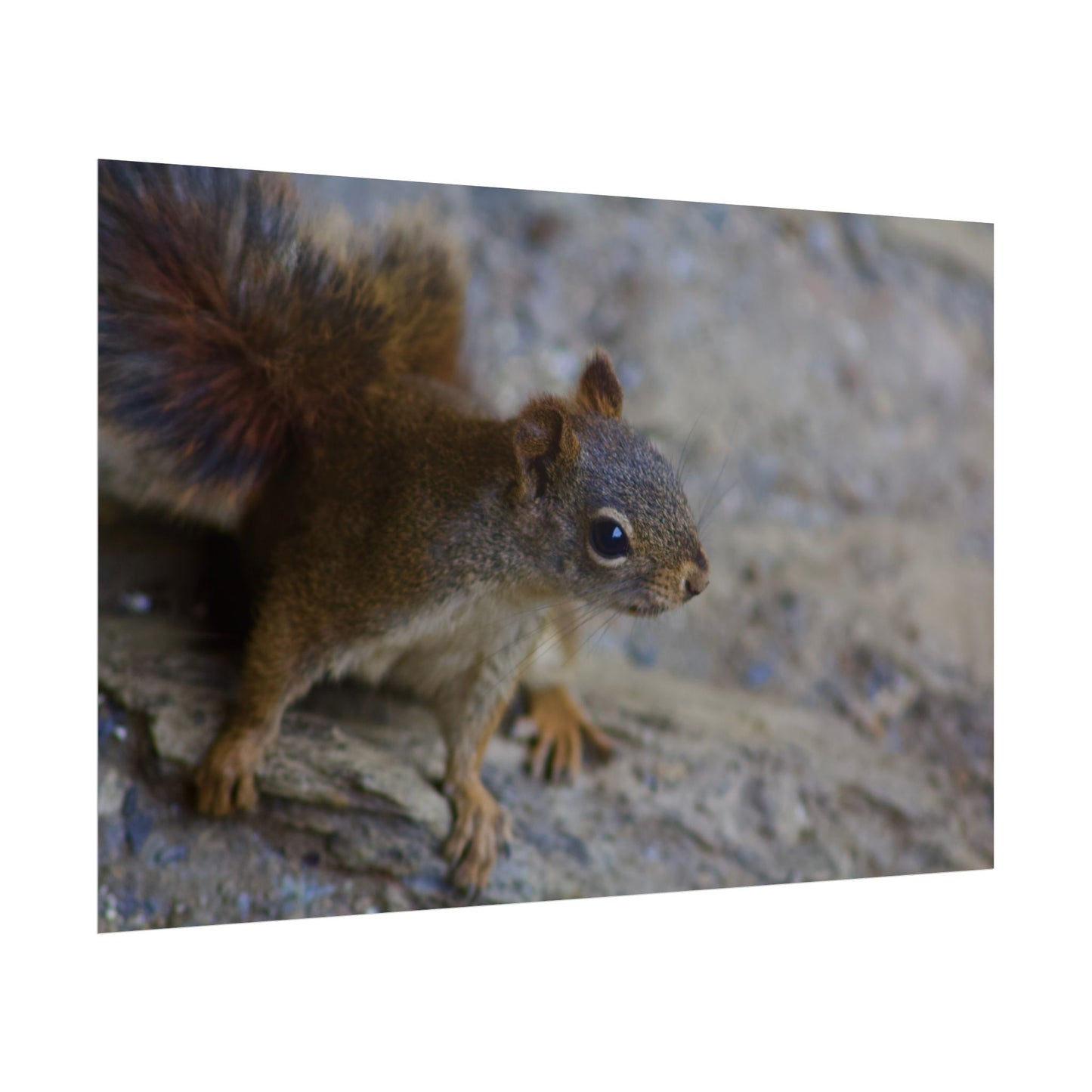 Squirrel Photography Poster