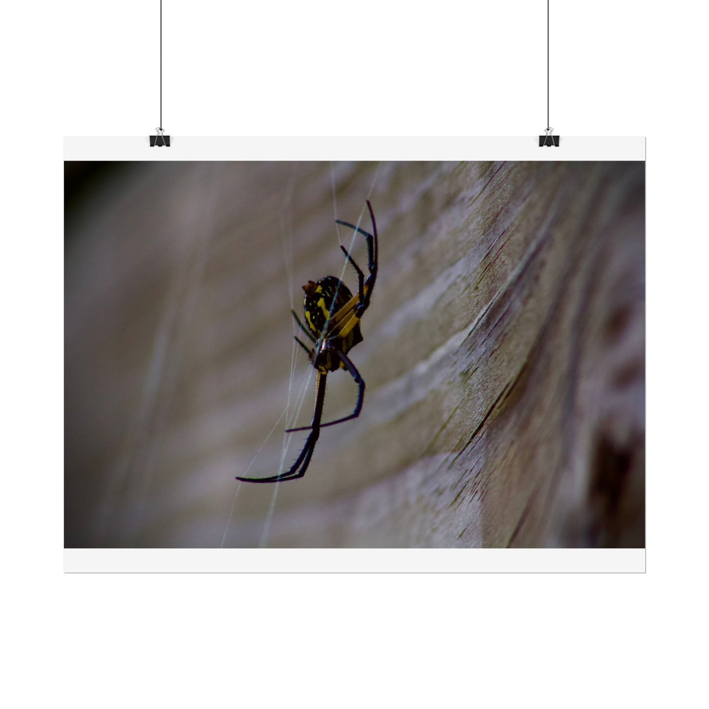 Spider Photography Poster