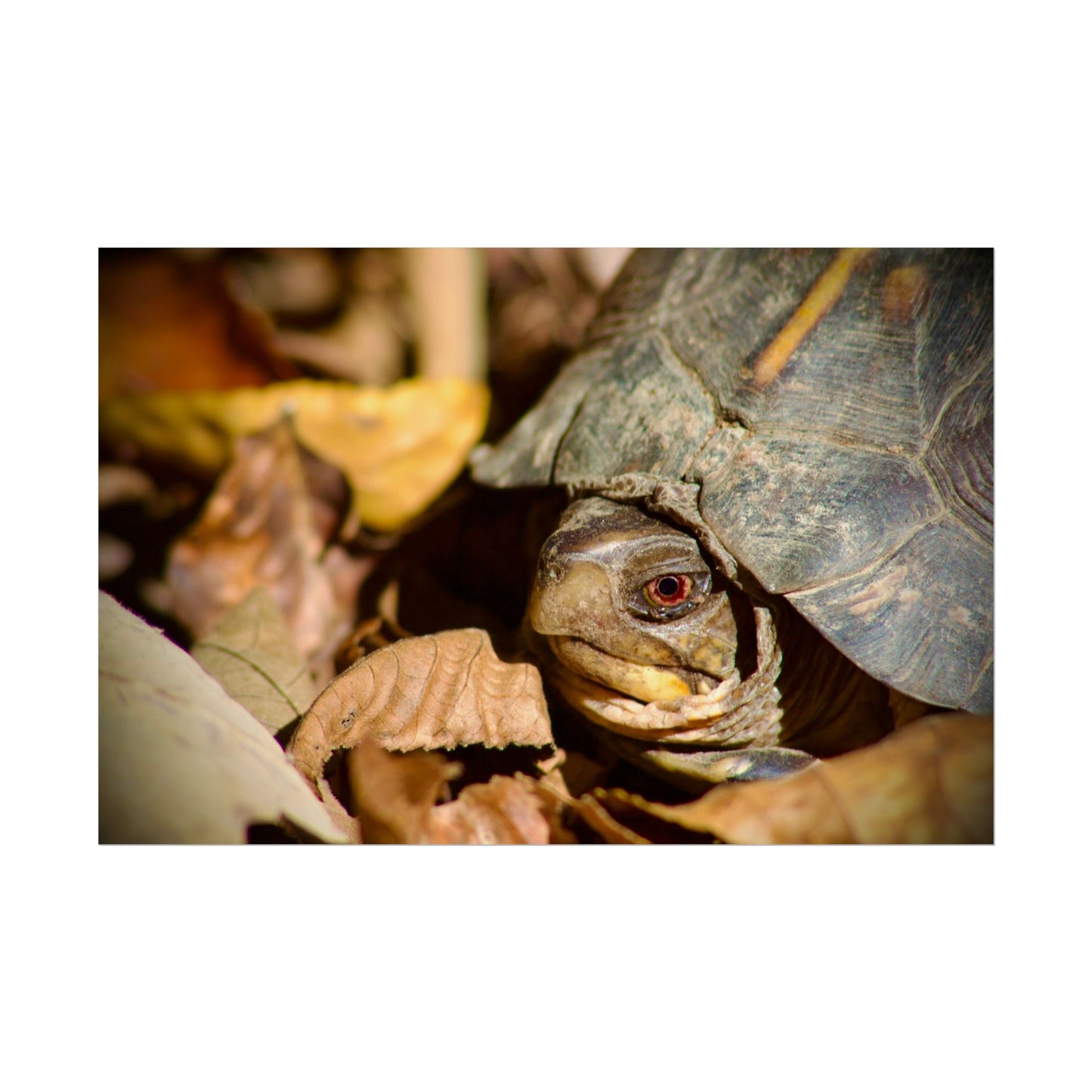 Box Turtle Photography Poster