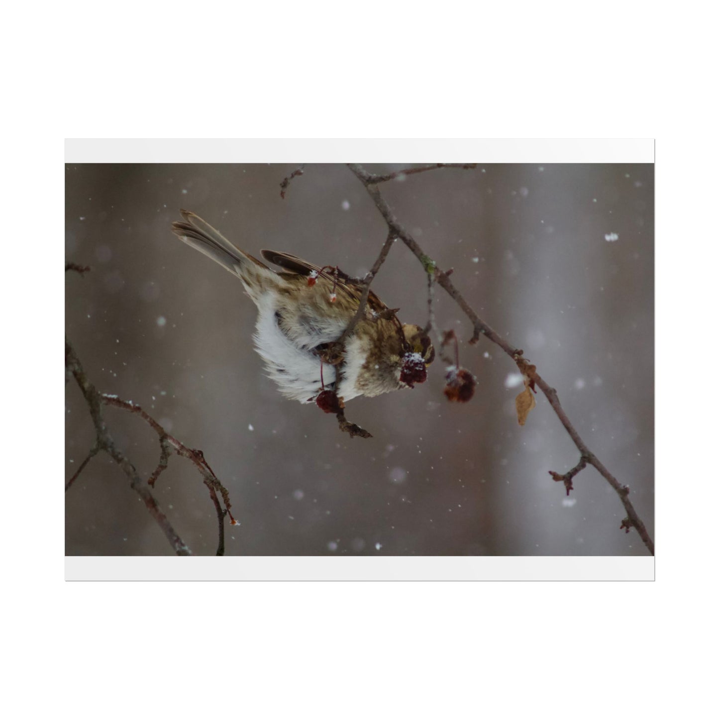 Winter Bird Photography Poster