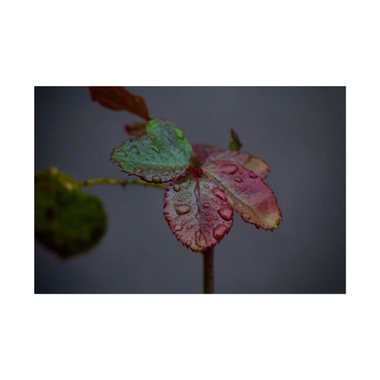 Water Droplets on a Rose Leaf