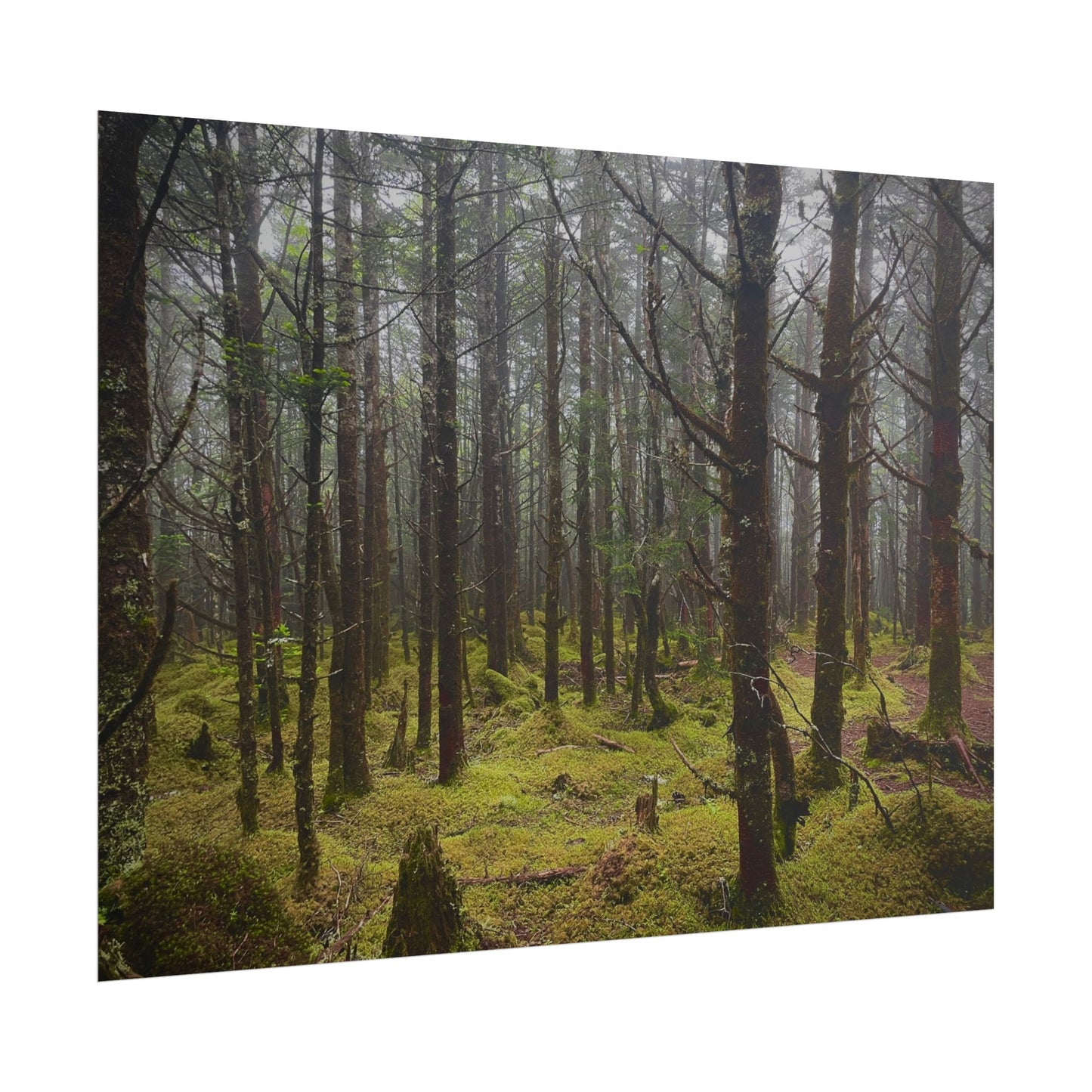 Foggy Forest Photography Poster