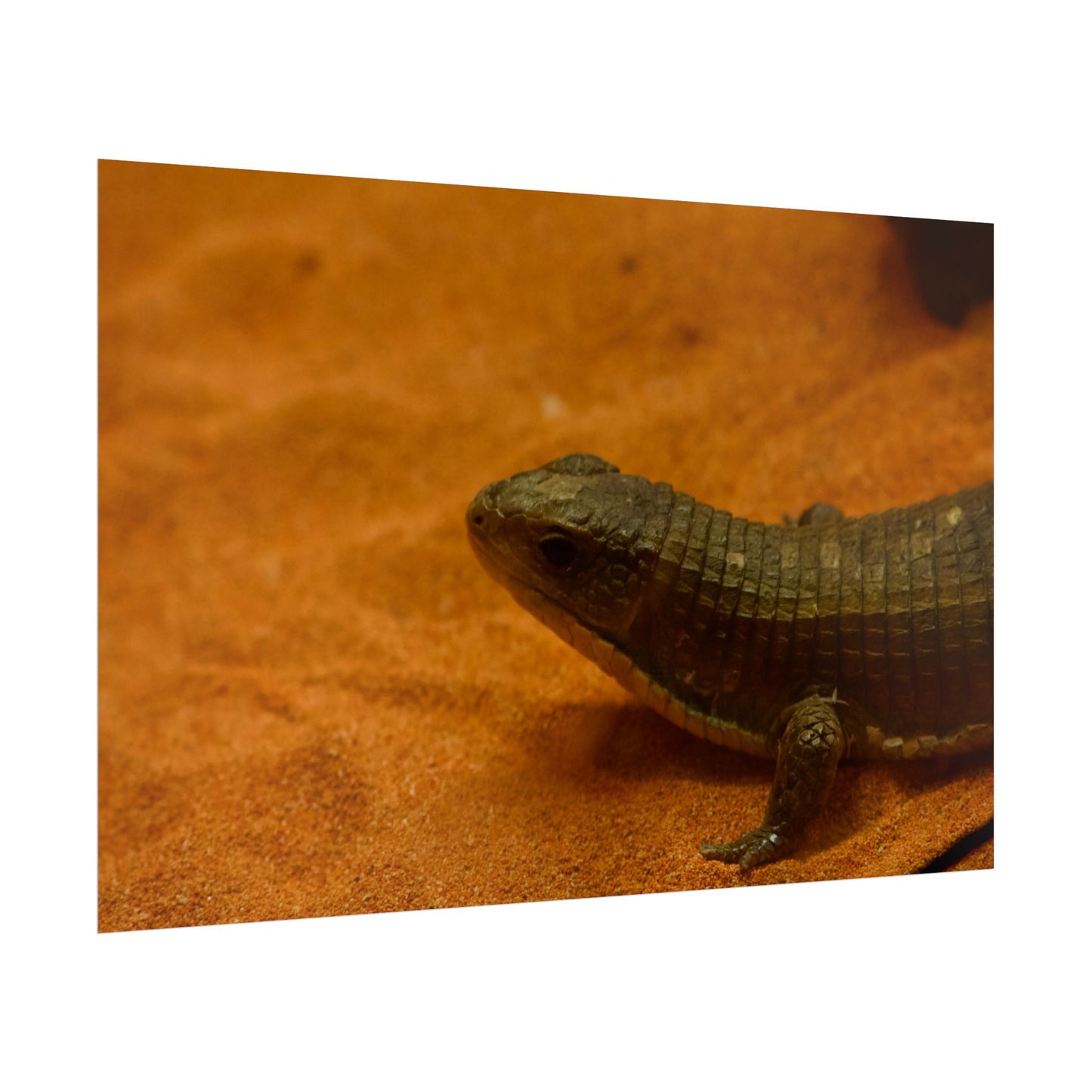 Lizard Photography Poster