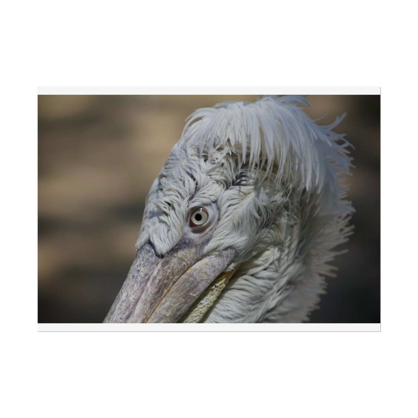 Whimsical Bird Photography Poster