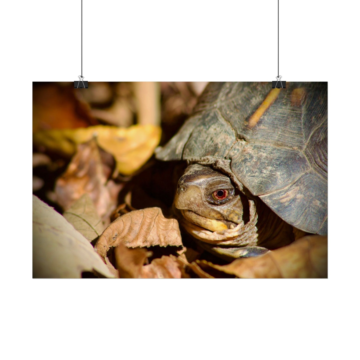 Box Turtle Photography Poster