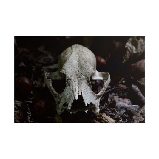 Animal Skull Photography Poster
