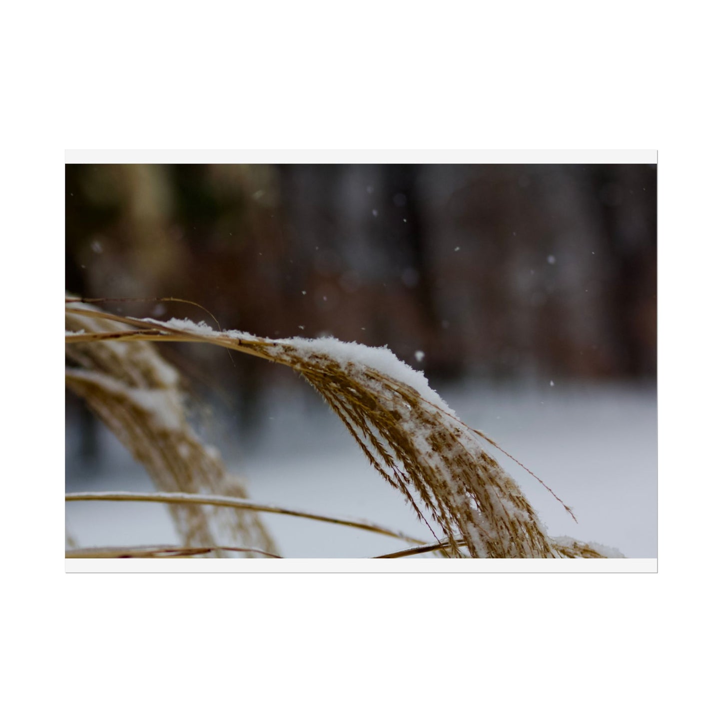 Winter Scene Photography Poster
