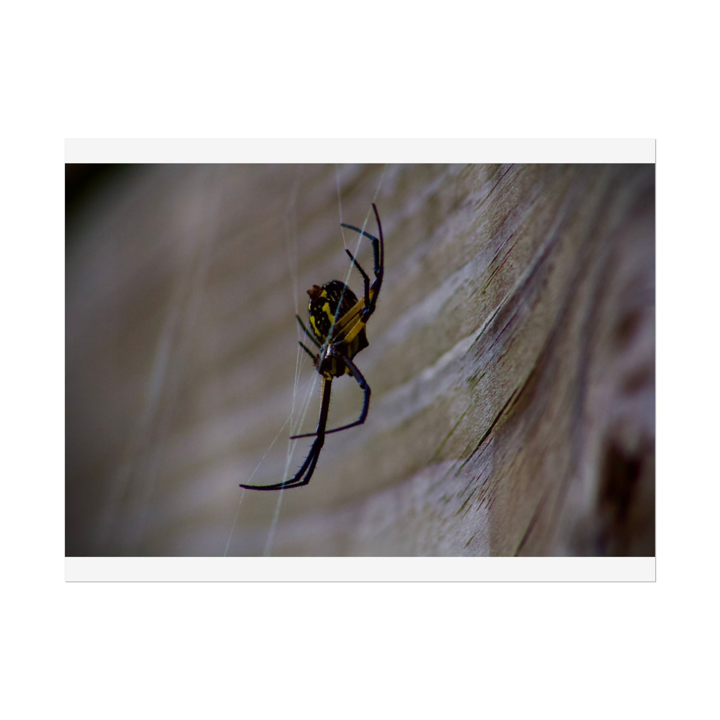 Spider Photography Poster