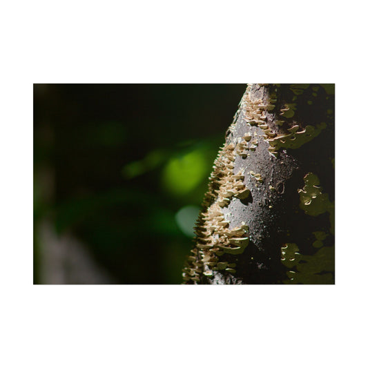 Mushroom Tree Photography Poster