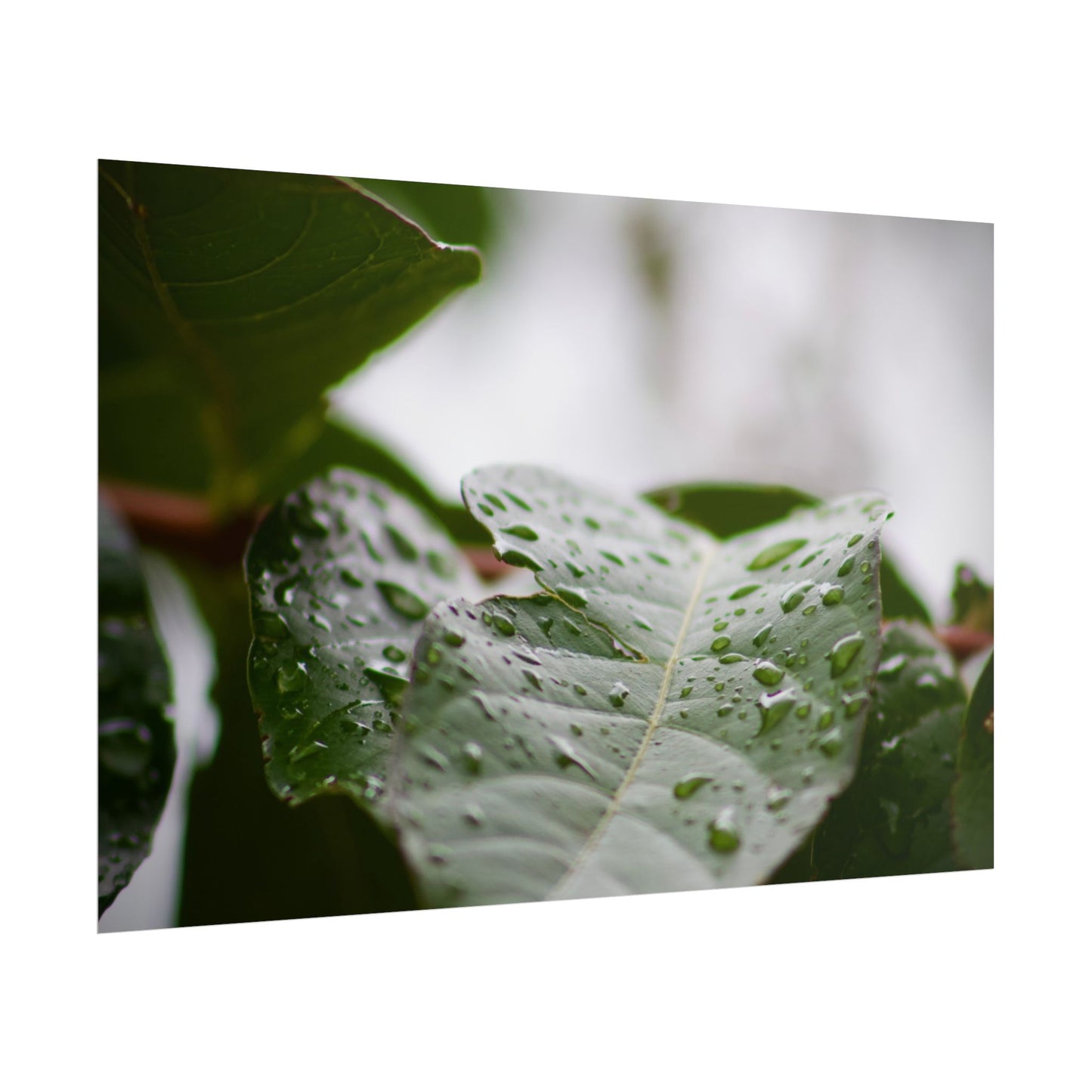 Leaf Photography Poster