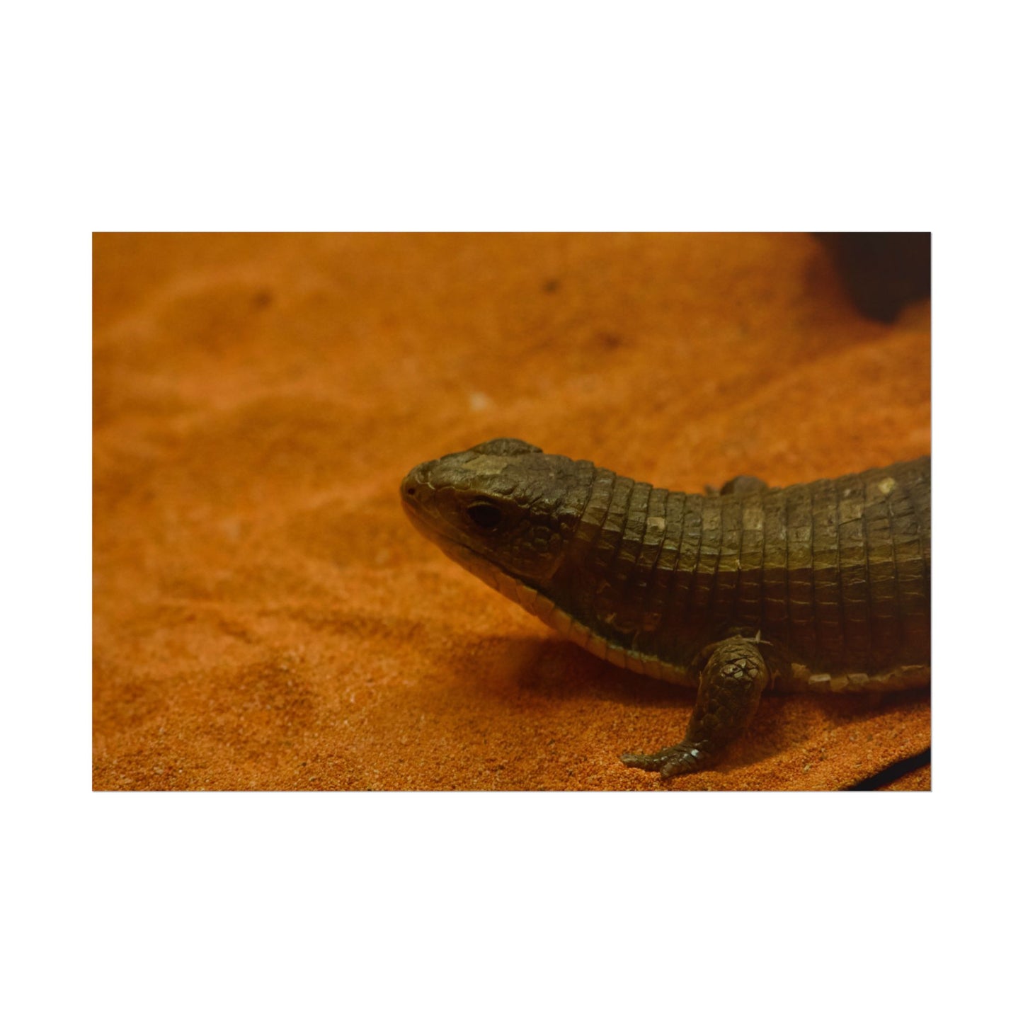 Lizard Photography Poster