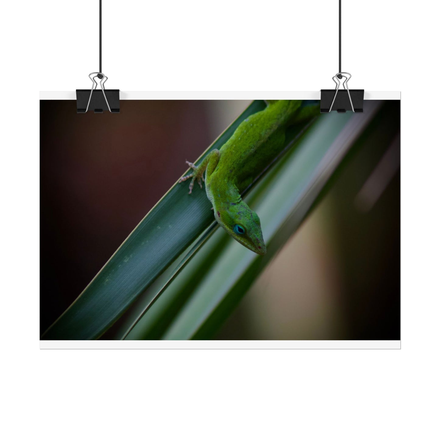 Green Anole Photography Poster