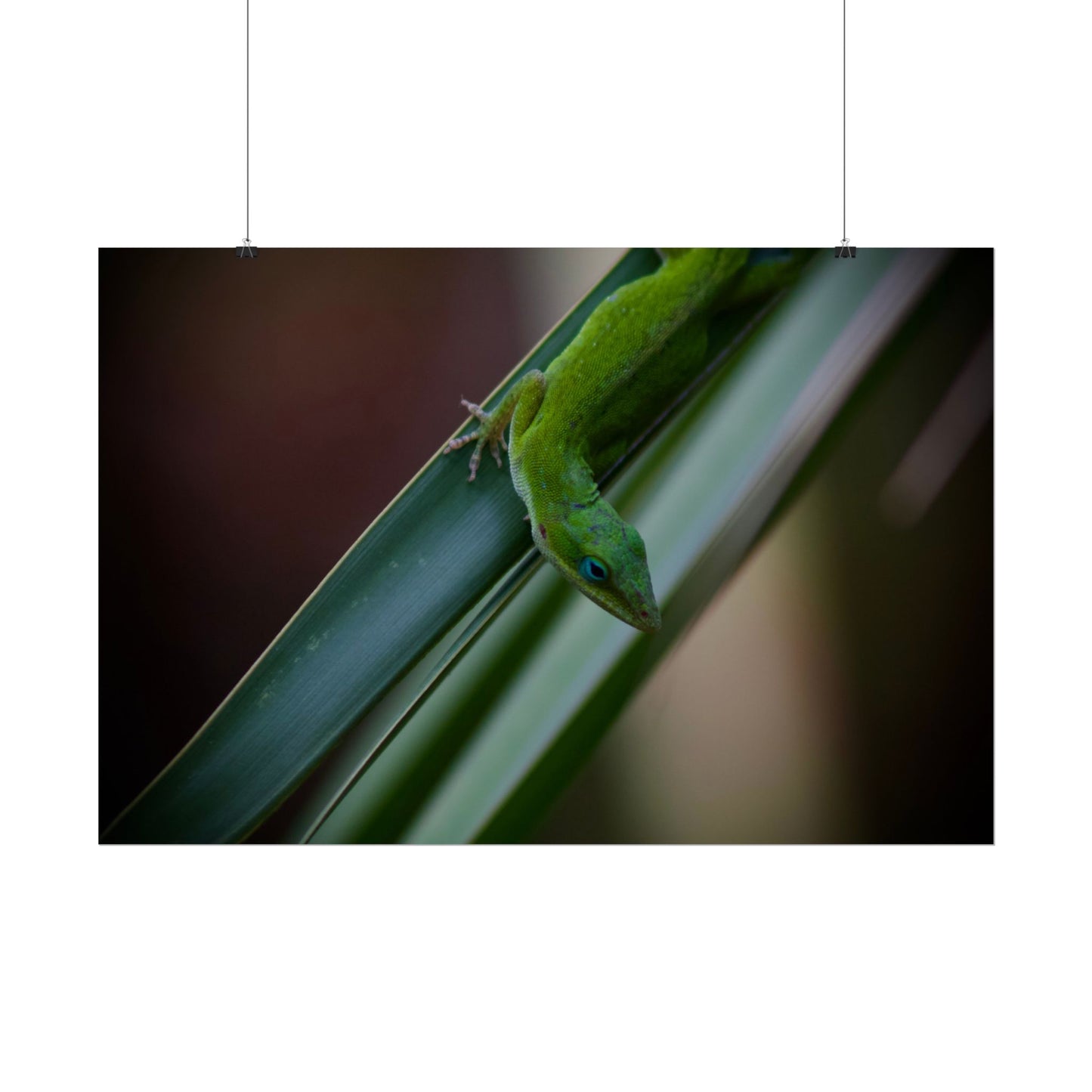Green Anole Photography Poster