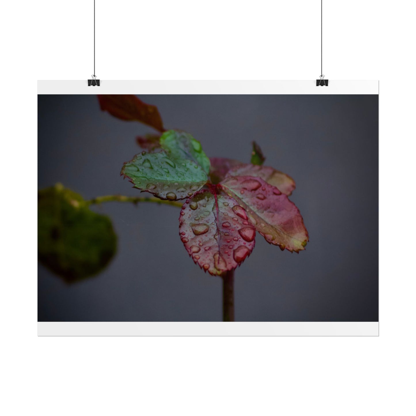 Water Droplets on a Rose Leaf