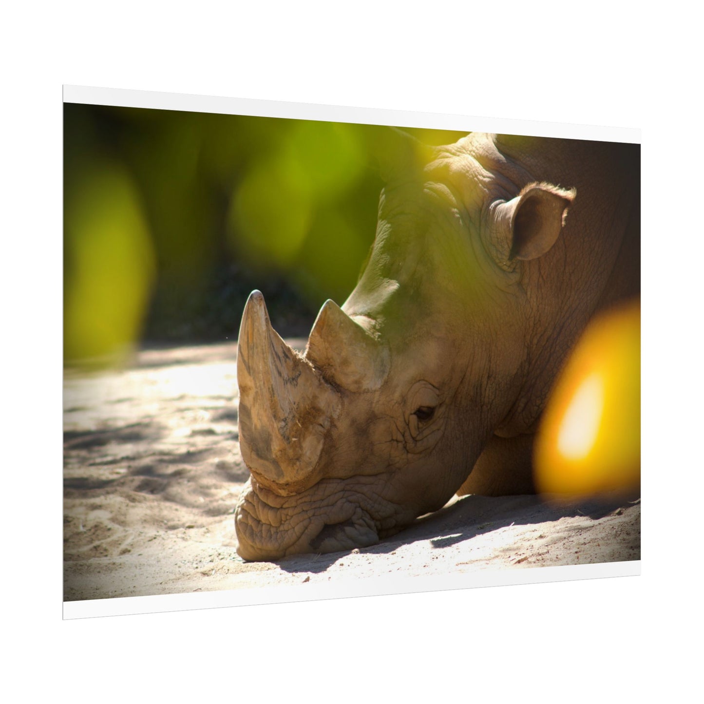 Rhino Photography Poster