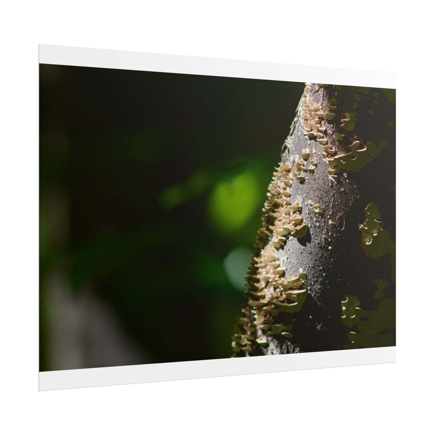 Mushroom Tree Photography Poster
