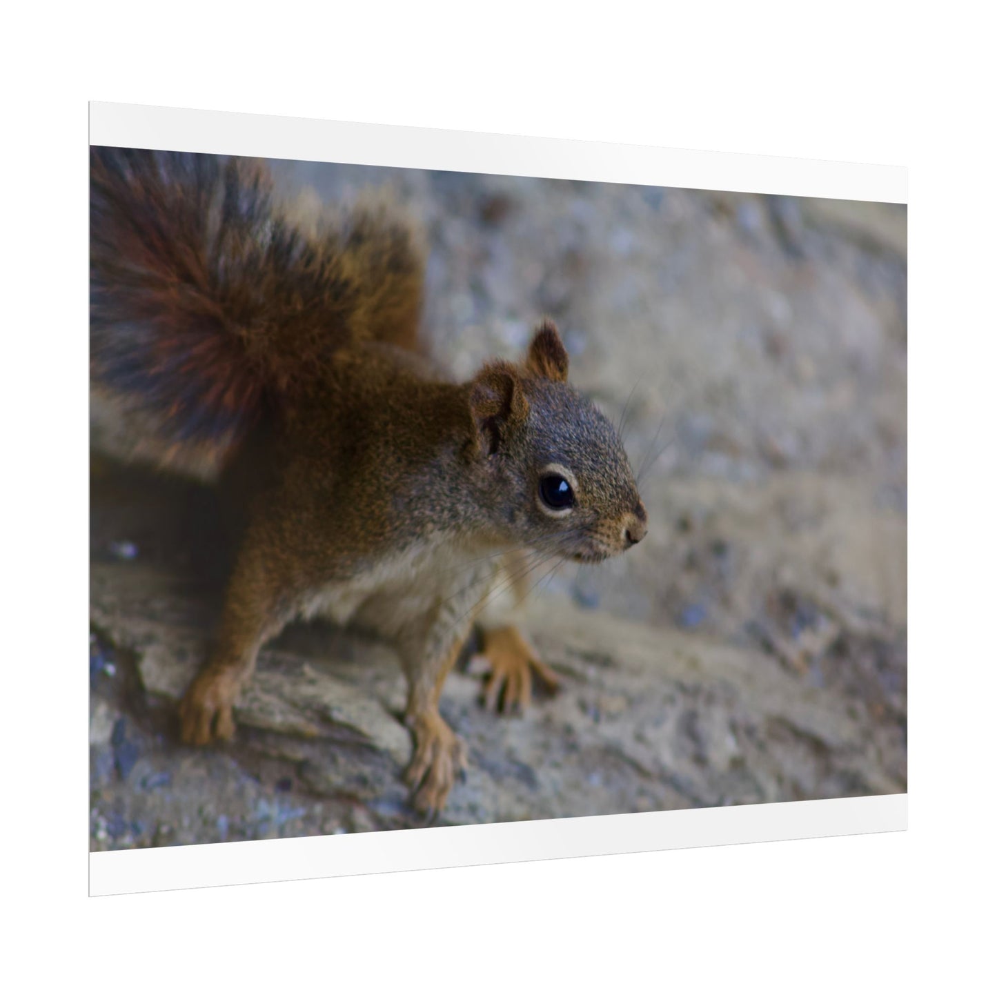 Squirrel Photography Poster