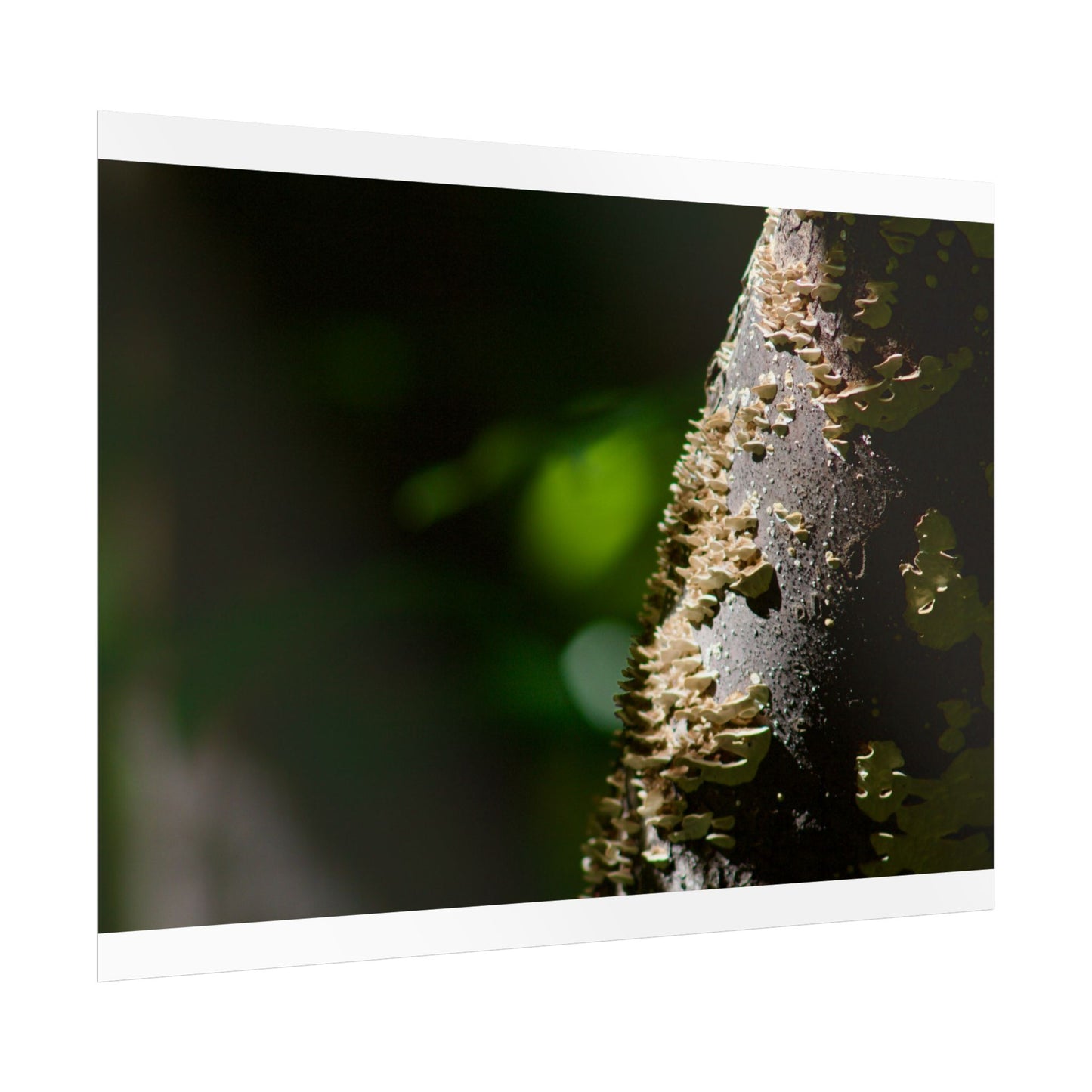 Mushroom Tree Photography Poster
