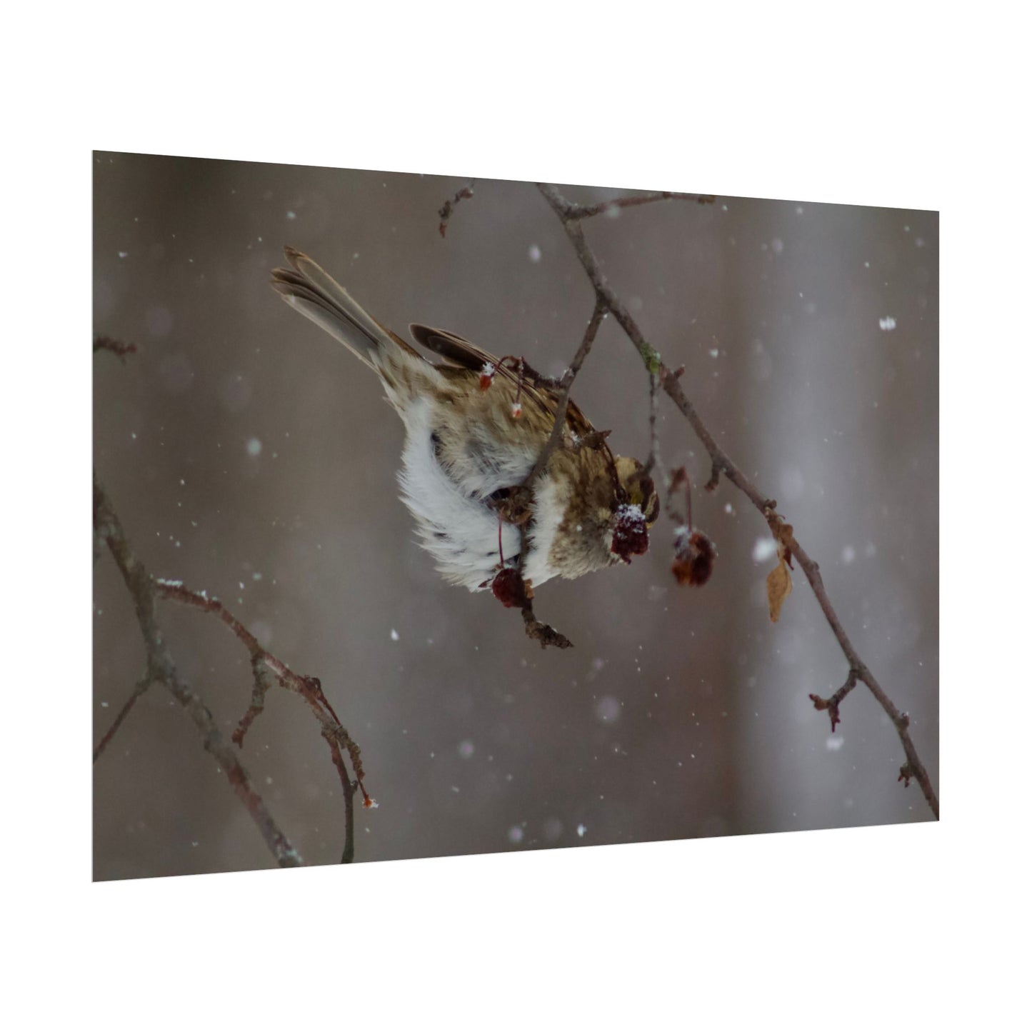 Winter Bird Photography Poster