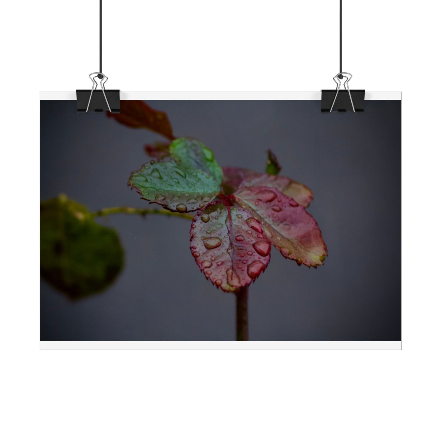 Water Droplets on a Rose Leaf