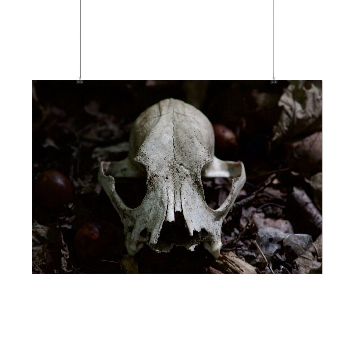 Animal Skull Photography Poster