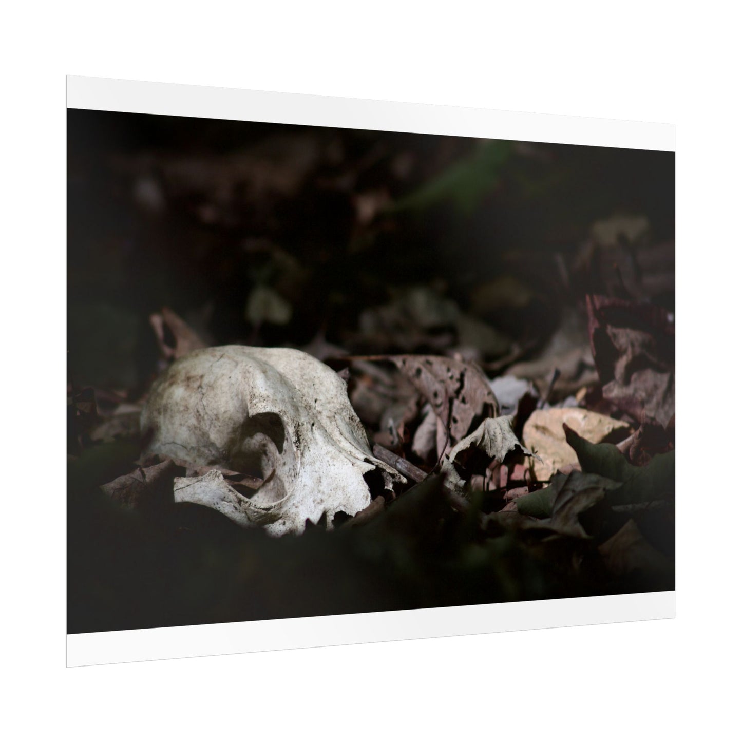 Animal Skull Photography Poster