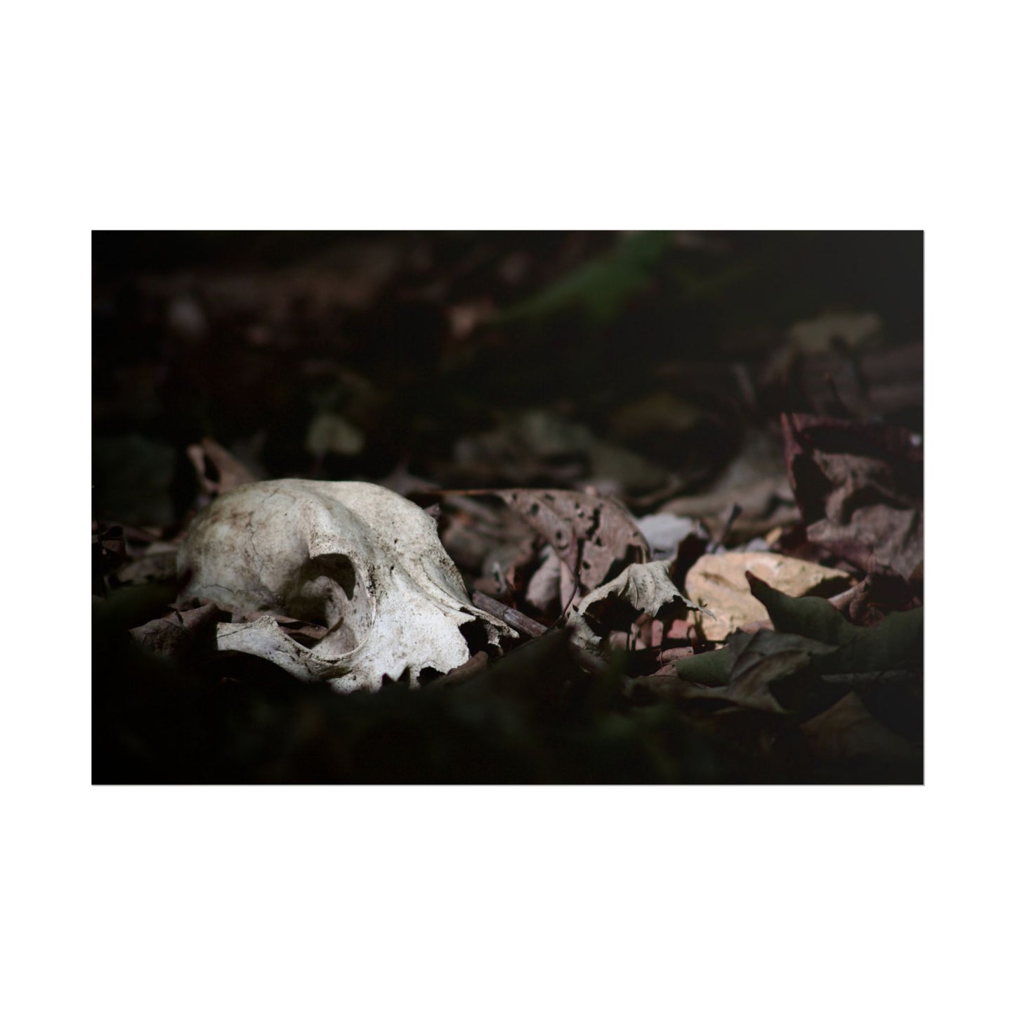 Animal Skull Photography Poster