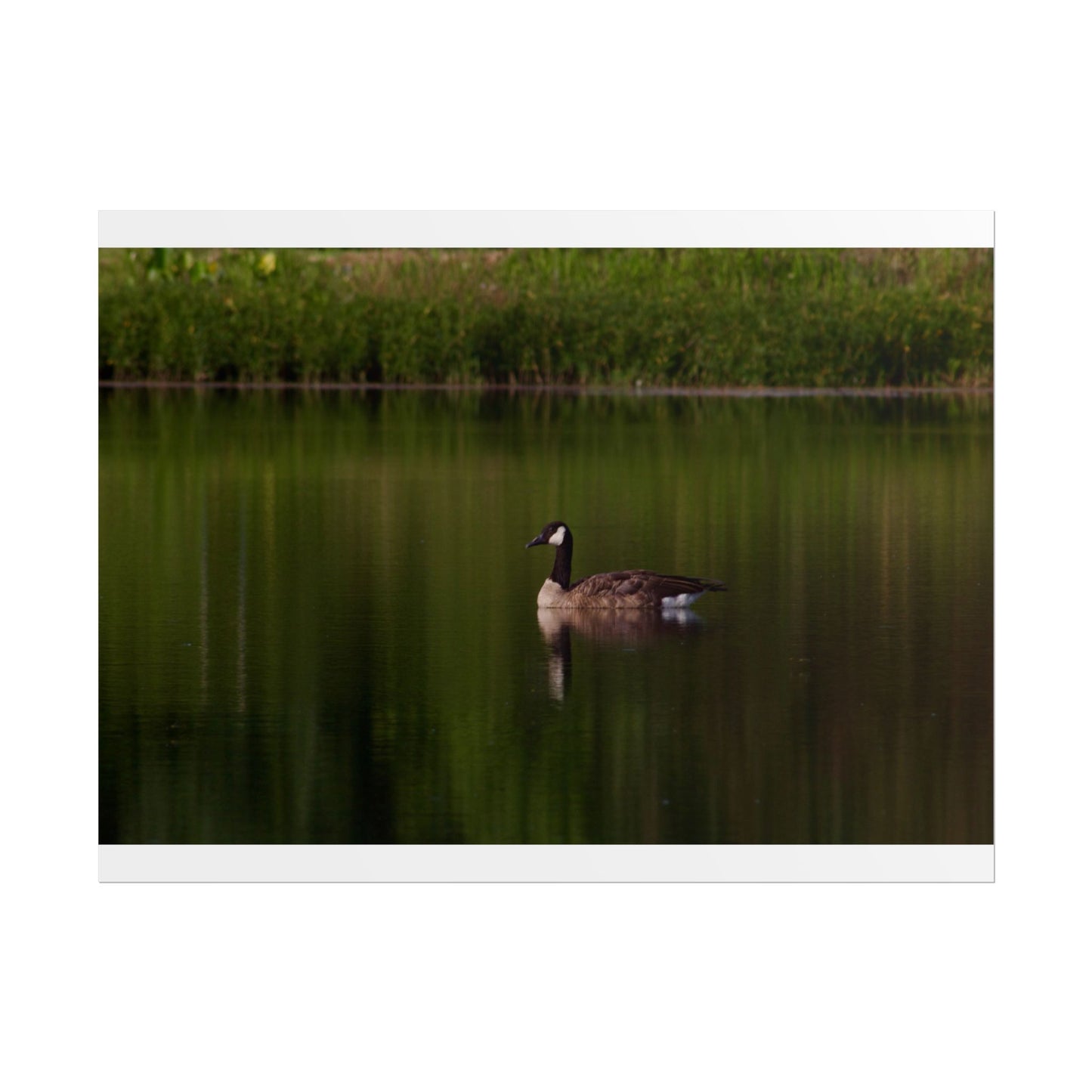 Goose Photography Poster