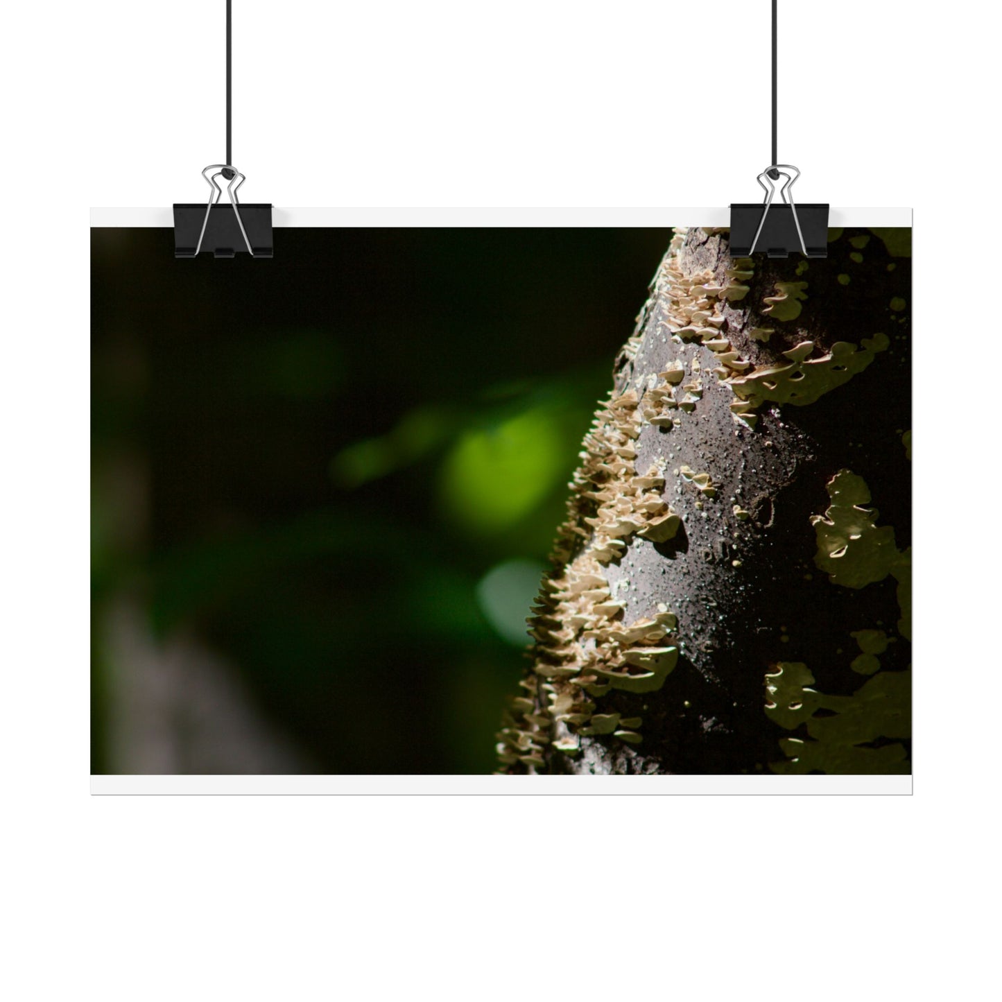 Mushroom Tree Photography Poster
