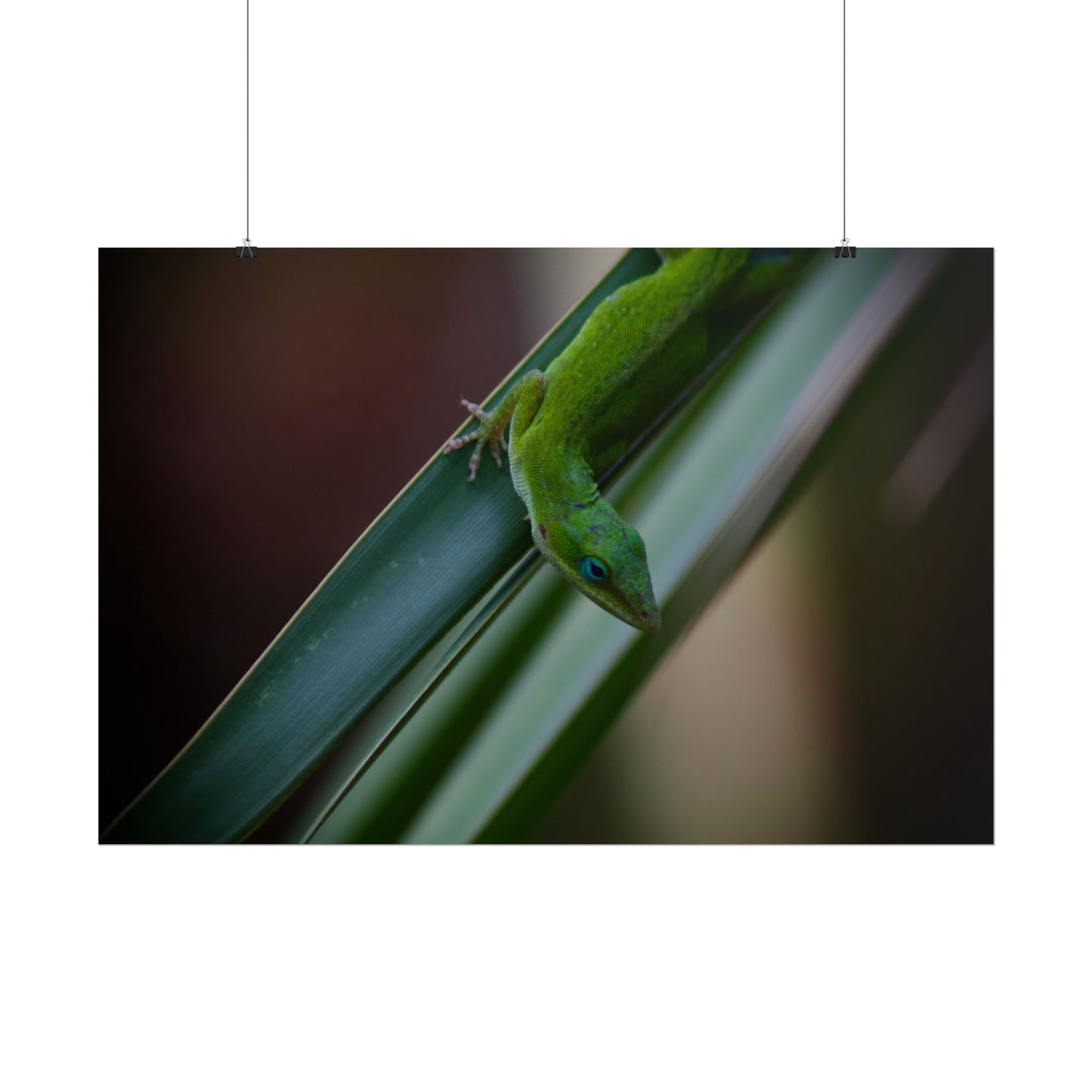 Green Anole Photography Poster