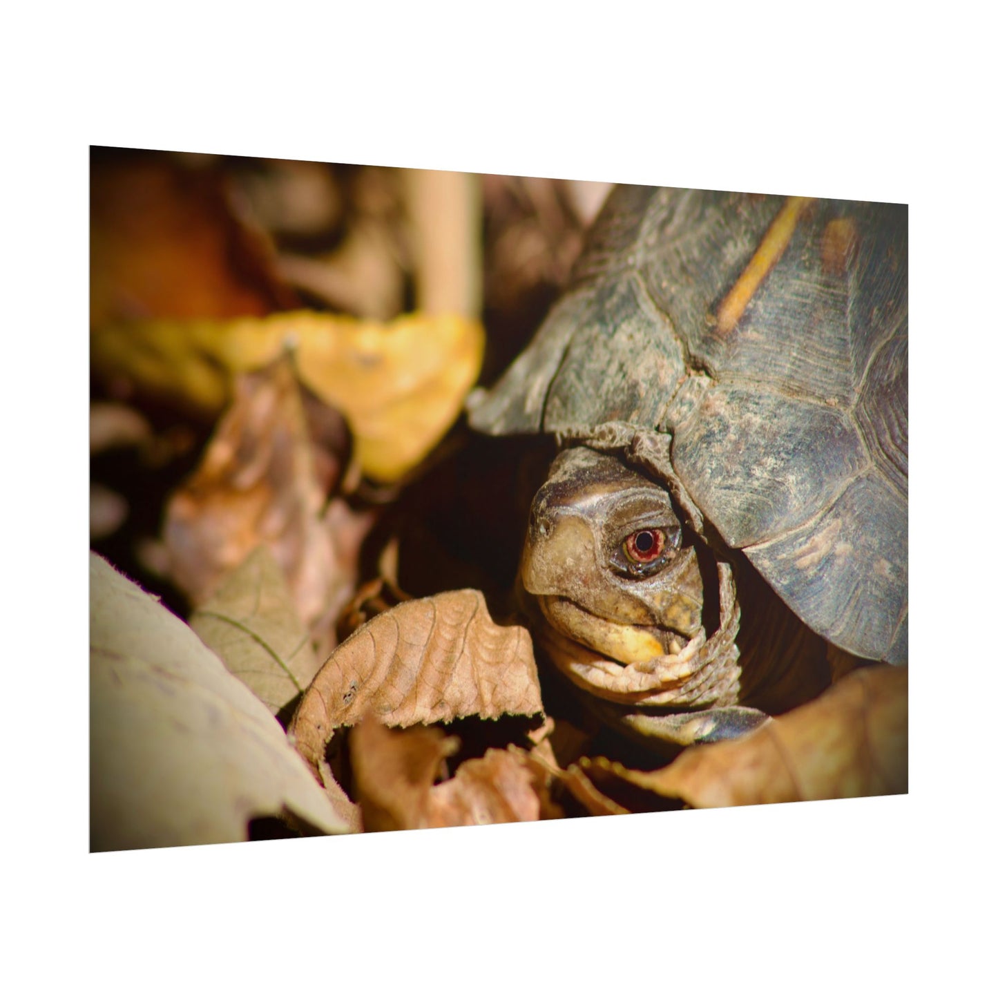 Box Turtle Photography Poster