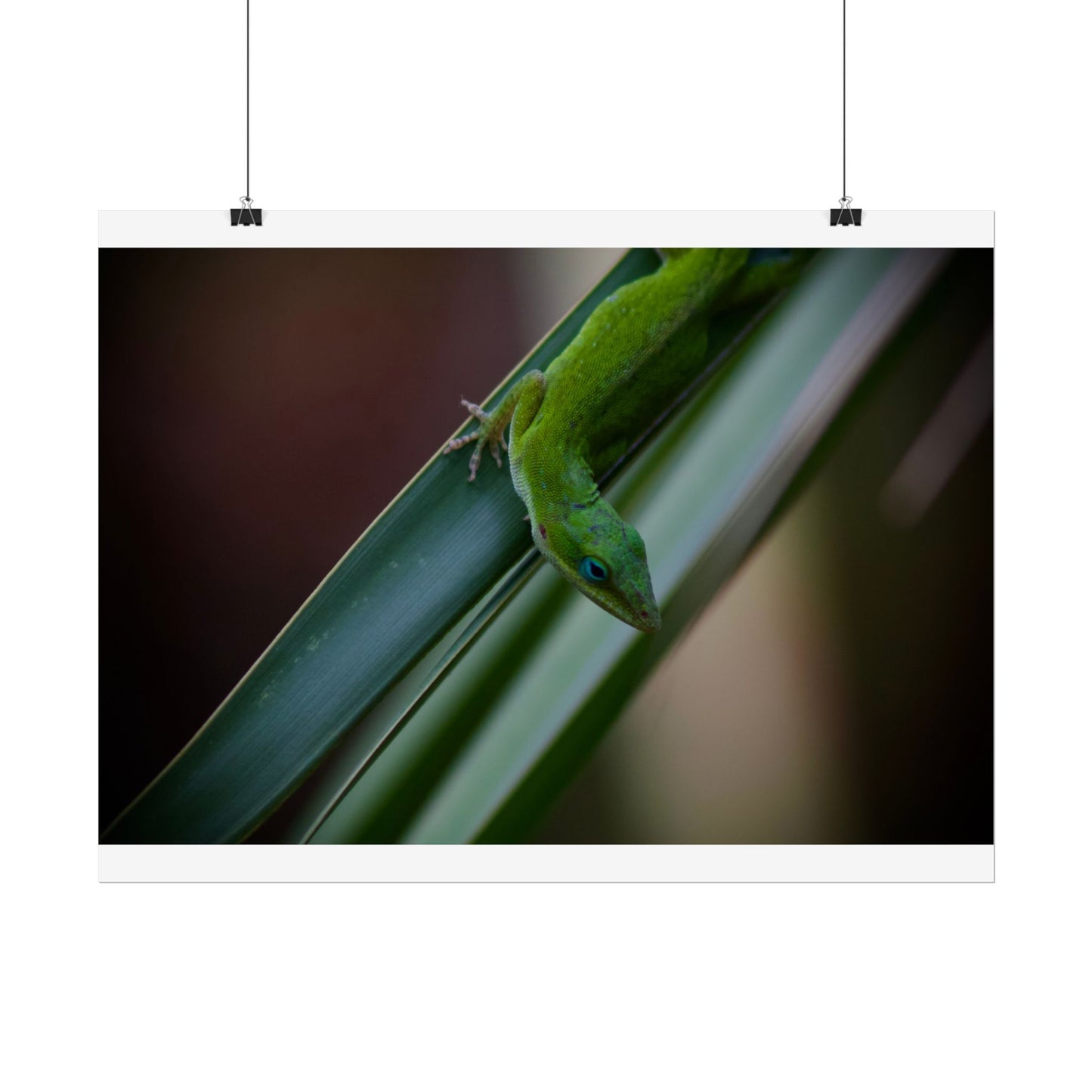Green Anole Photography Poster