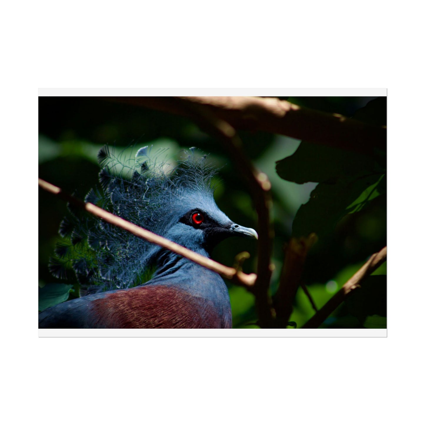 Tropical Bird Photography Poster