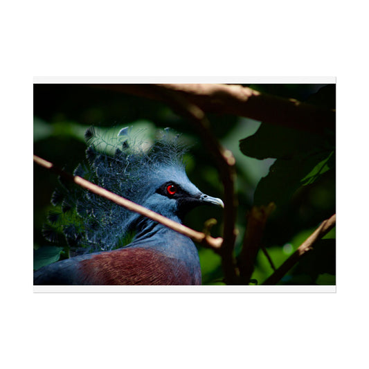 Tropical Bird Photography Poster