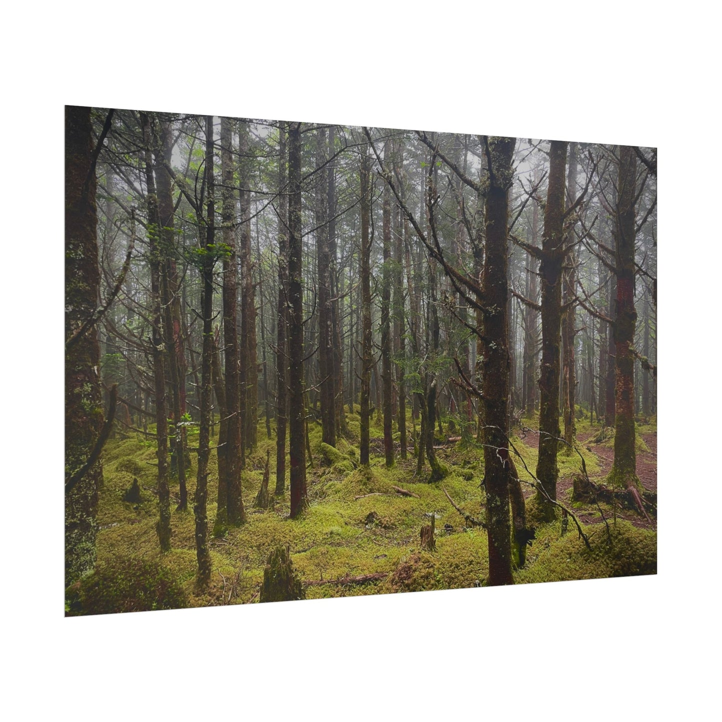 Foggy Forest Photography Poster