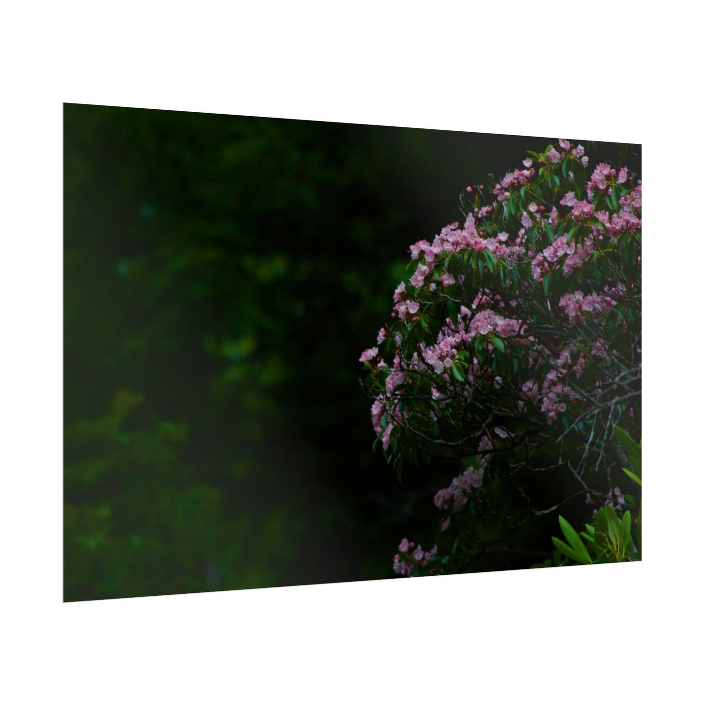 Floral Photography Poster