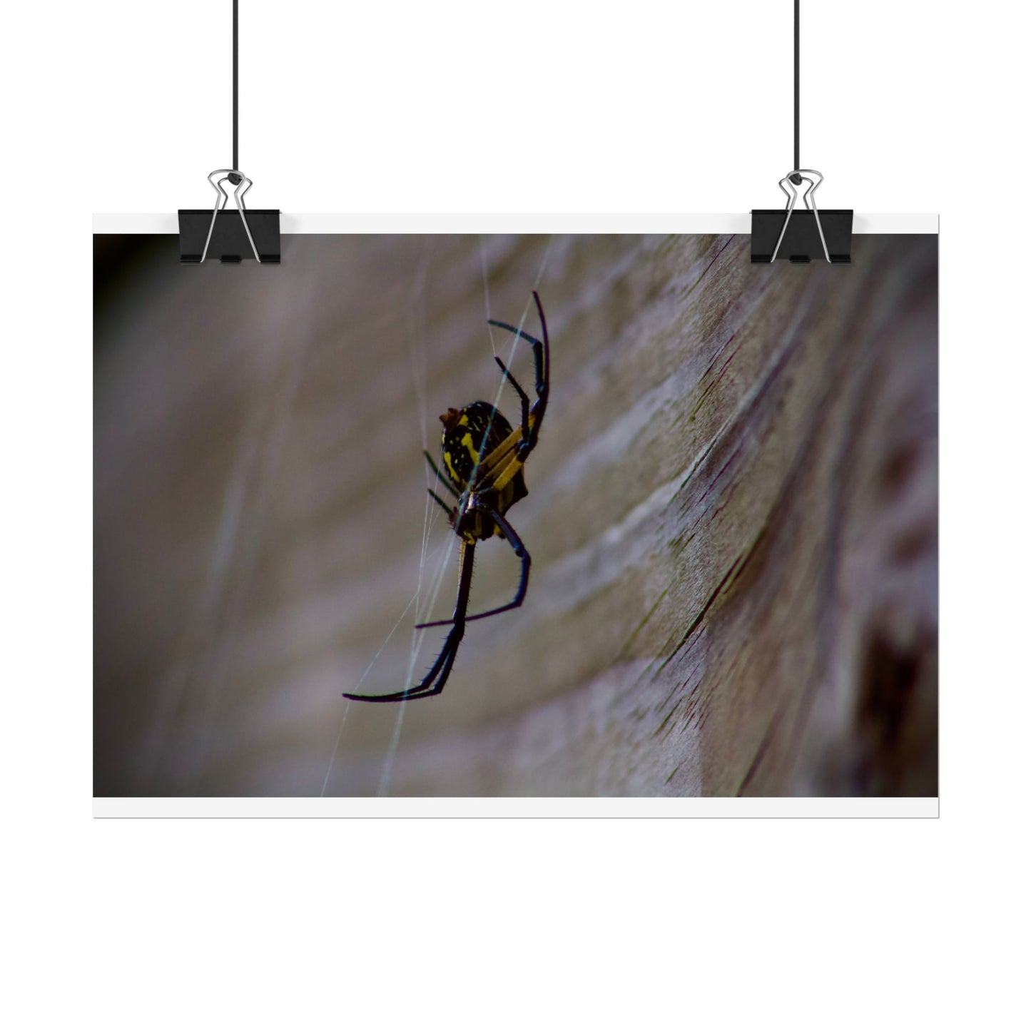 Spider Photography Poster