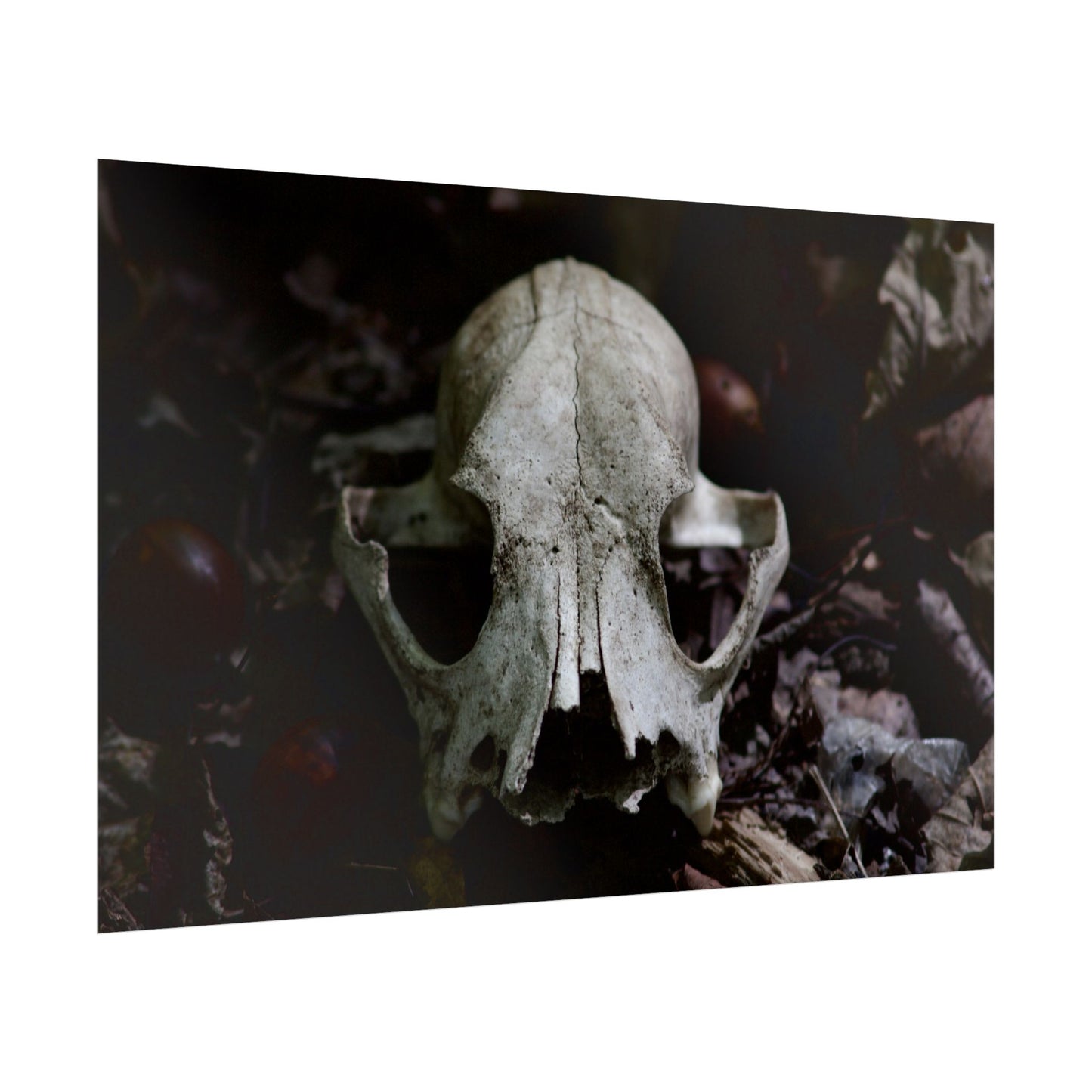 Animal Skull Photography Poster