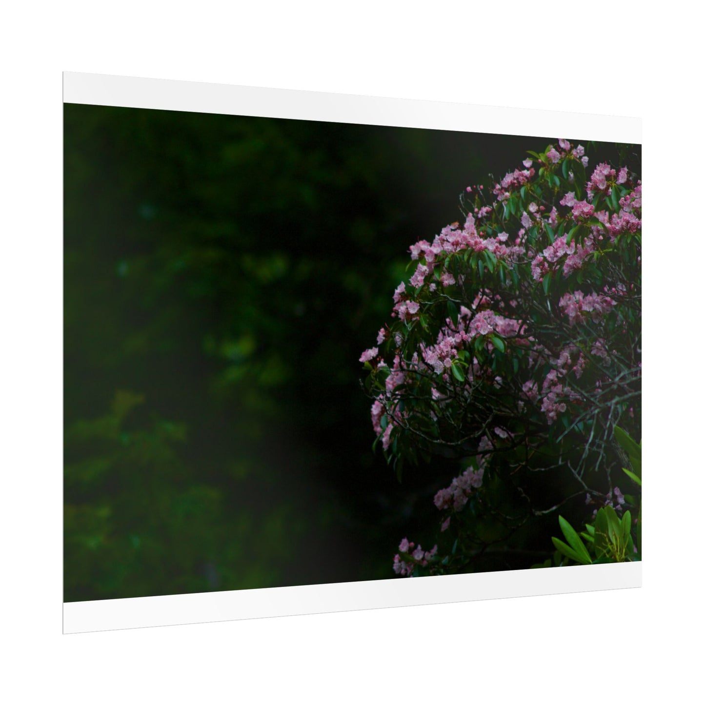 Floral Photography Poster