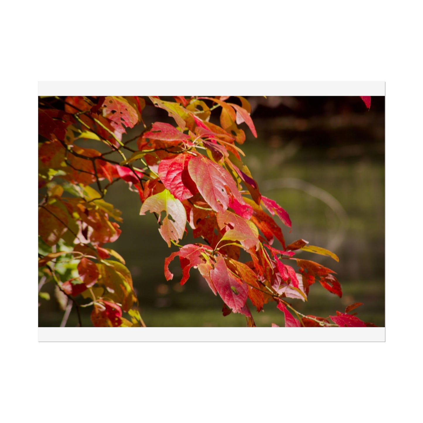 Autumn Tree Photography Poster