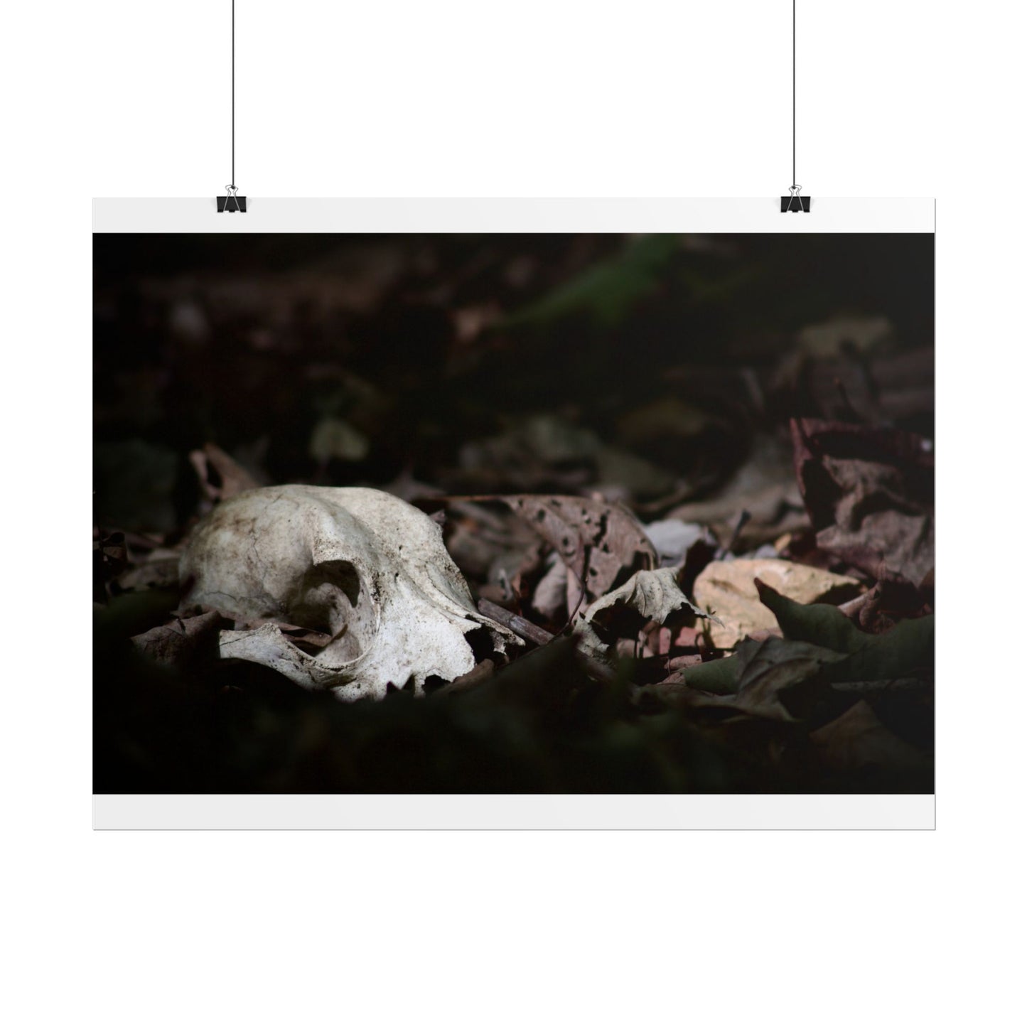 Animal Skull Photography Poster
