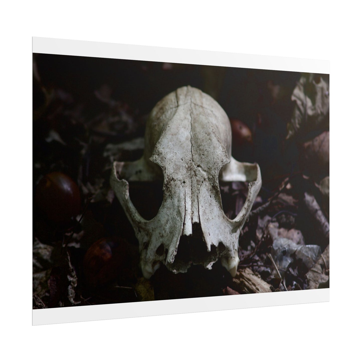 Animal Skull Photography Poster