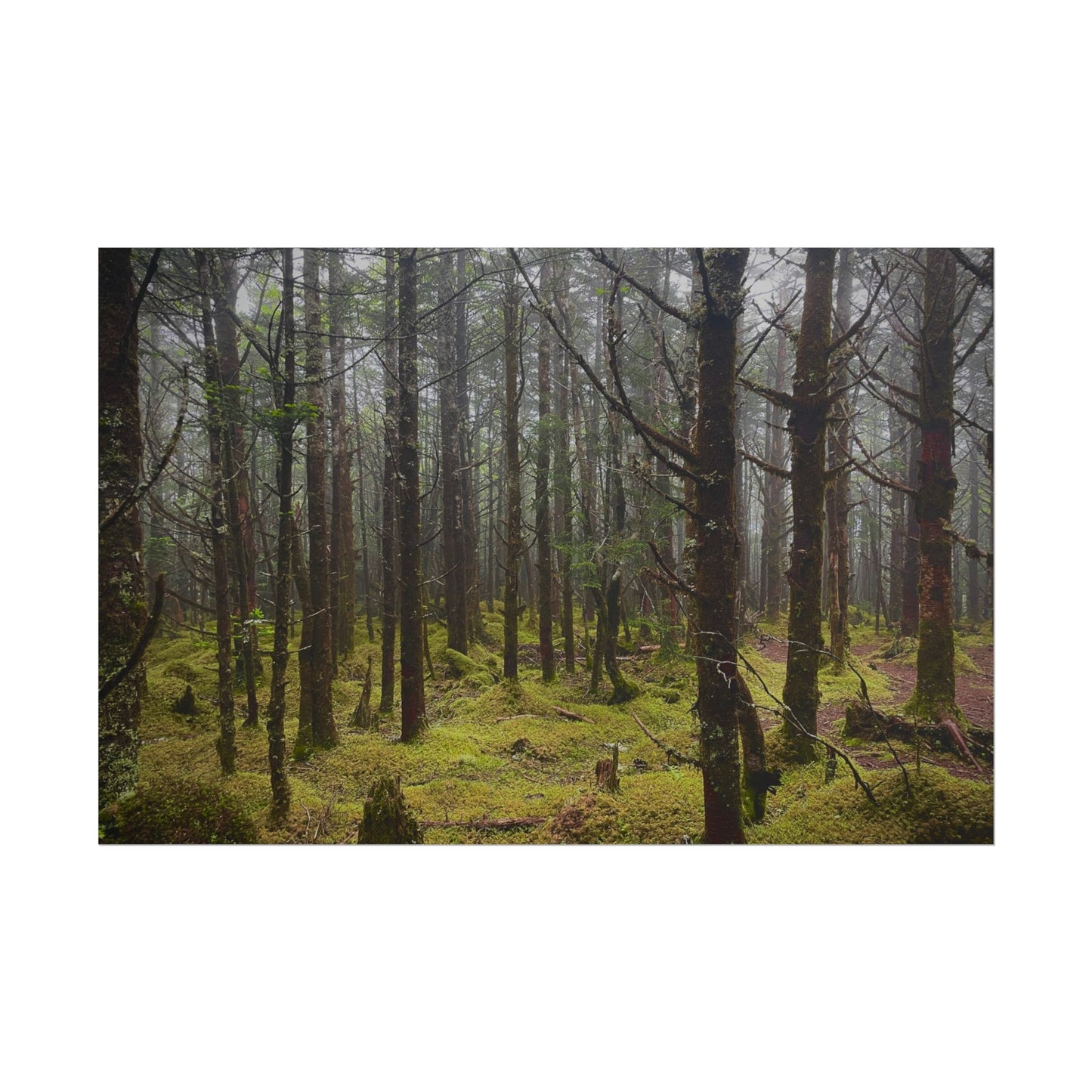 Foggy Forest Photography Poster
