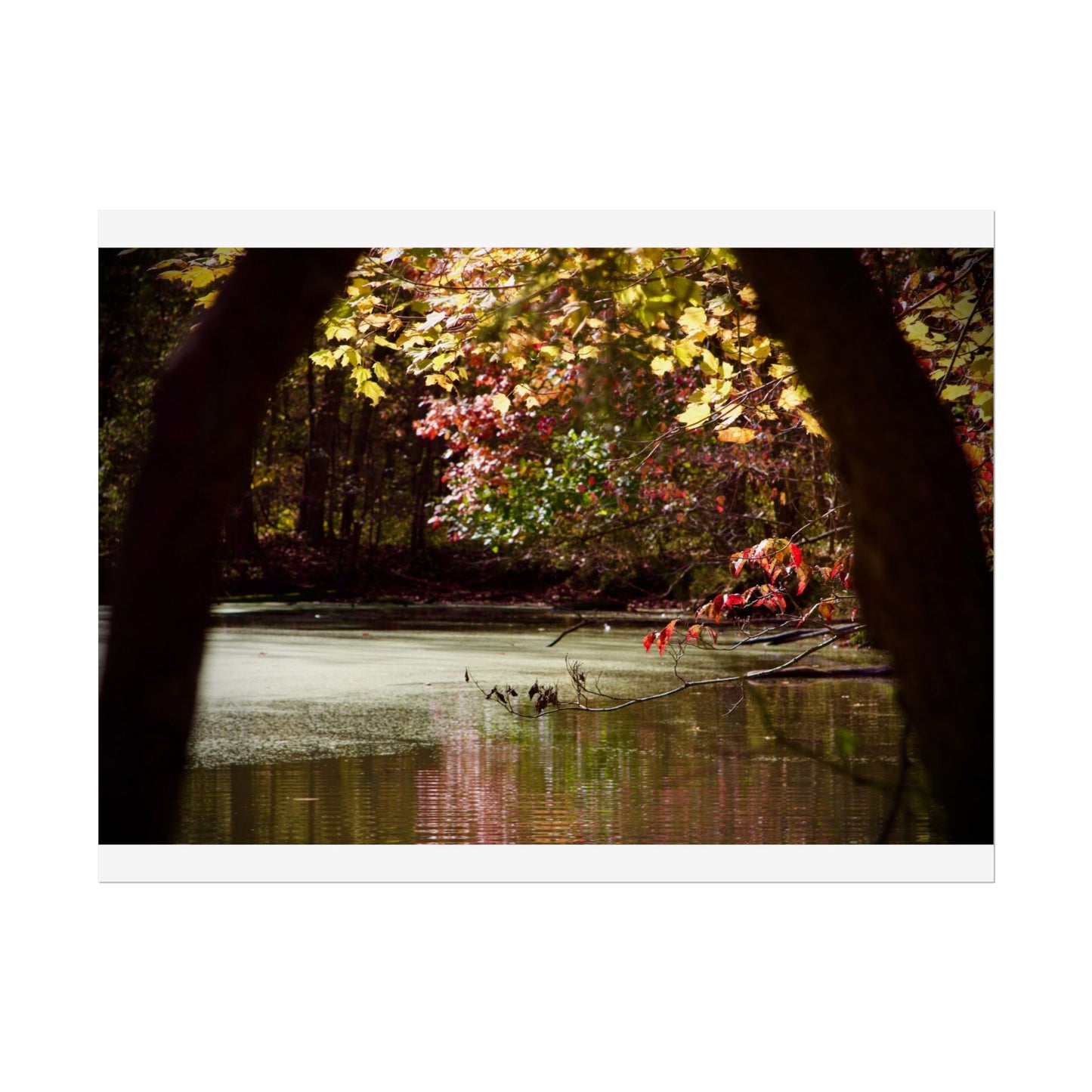 Autumn Fall Scene Photography Poster