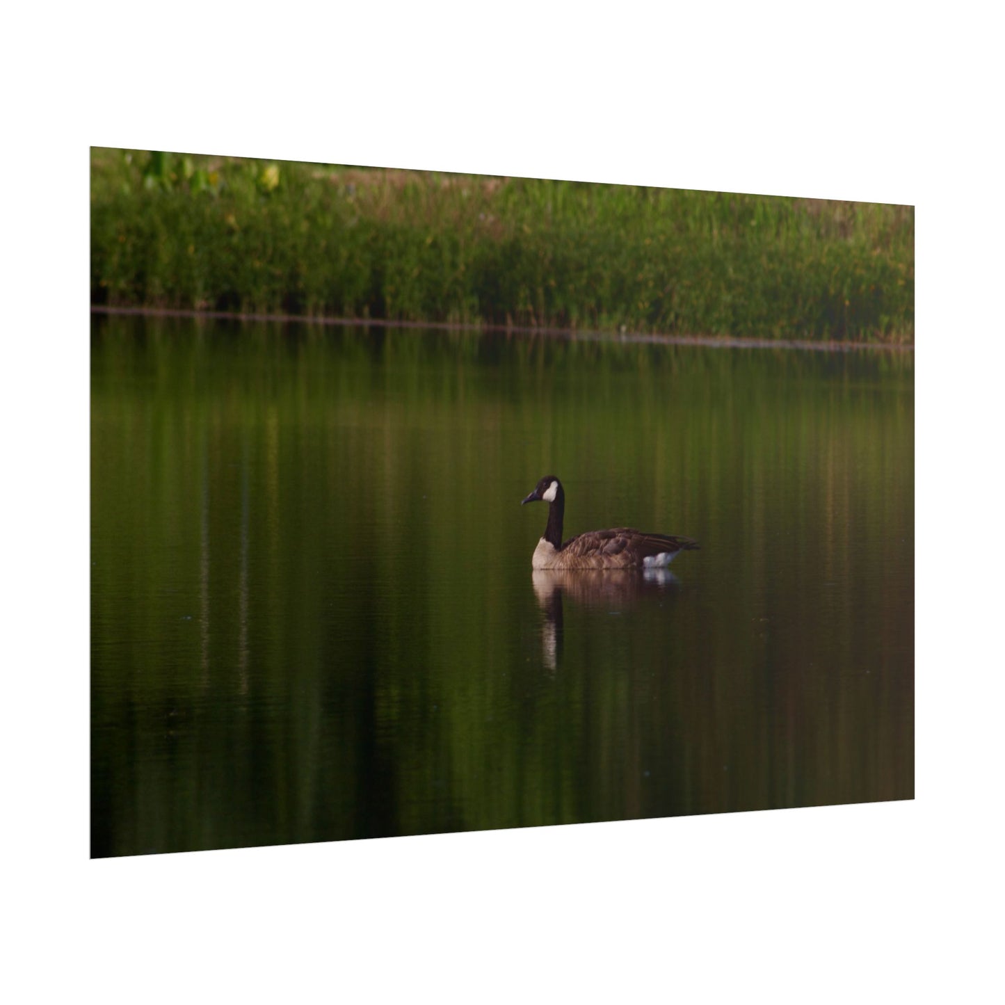 Goose Photography Poster