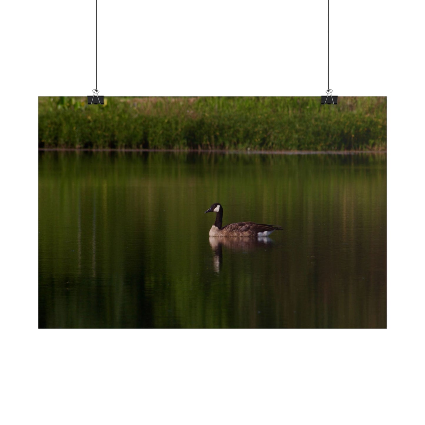 Goose Photography Poster