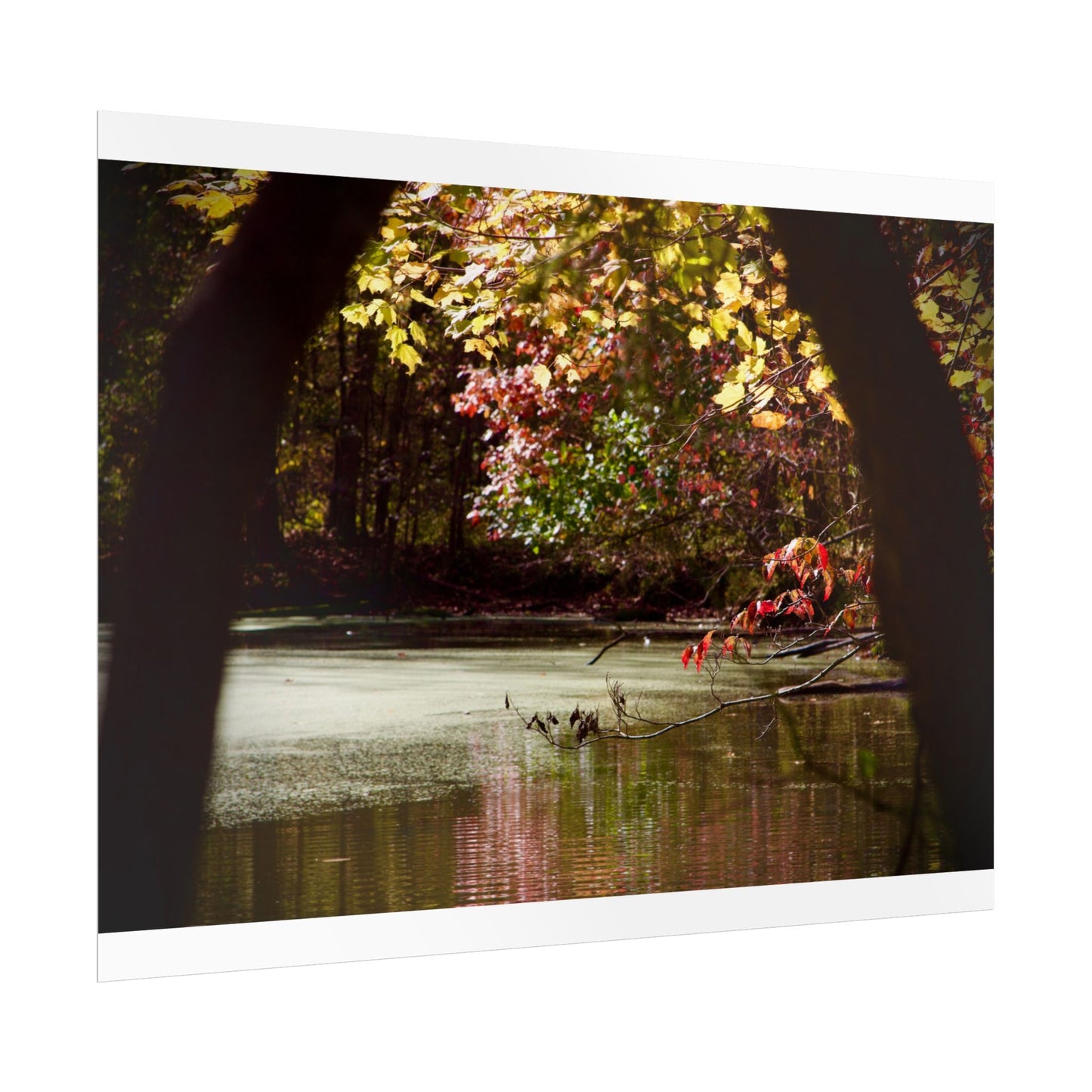 Autumn Fall Scene Photography Poster