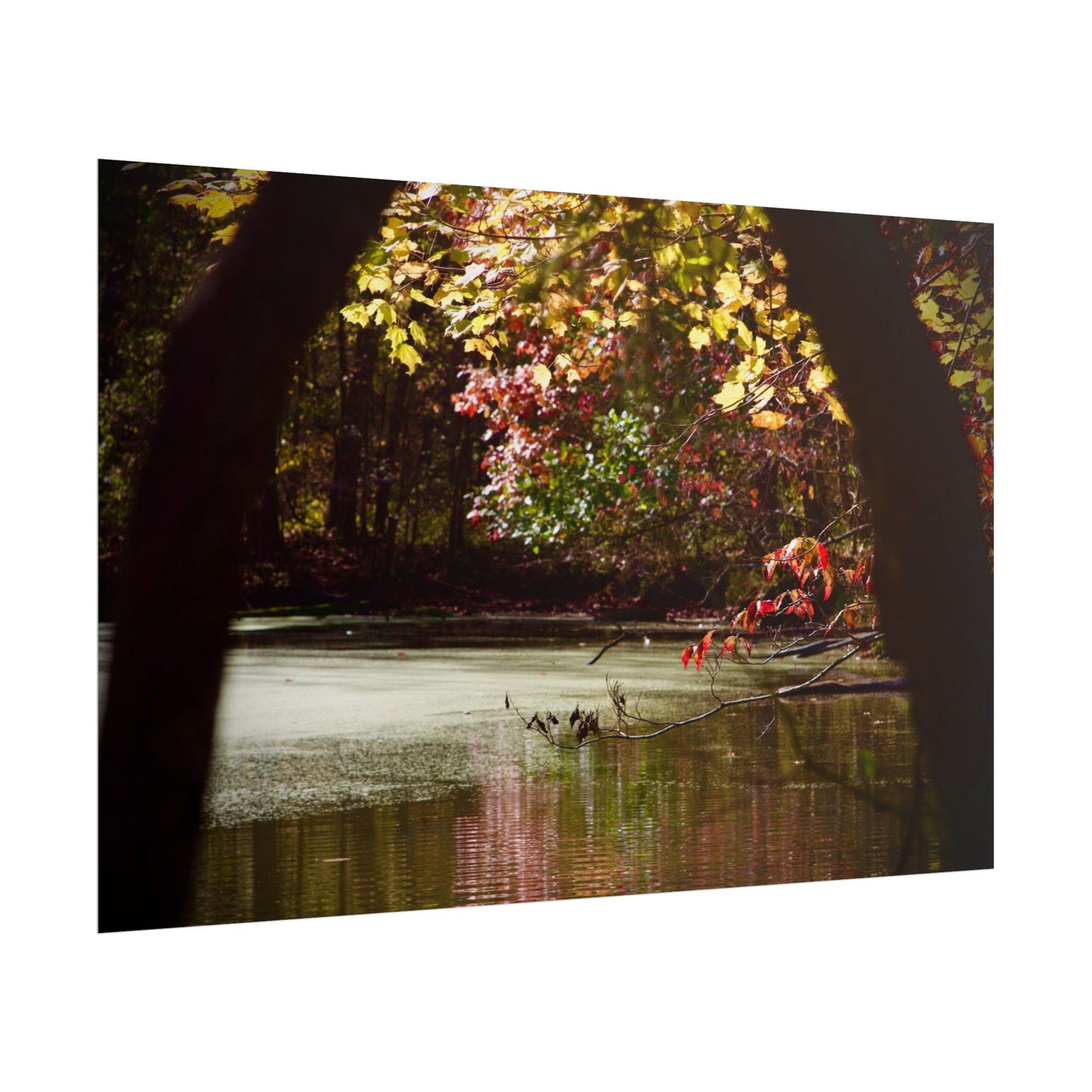 Autumn Fall Scene Photography Poster