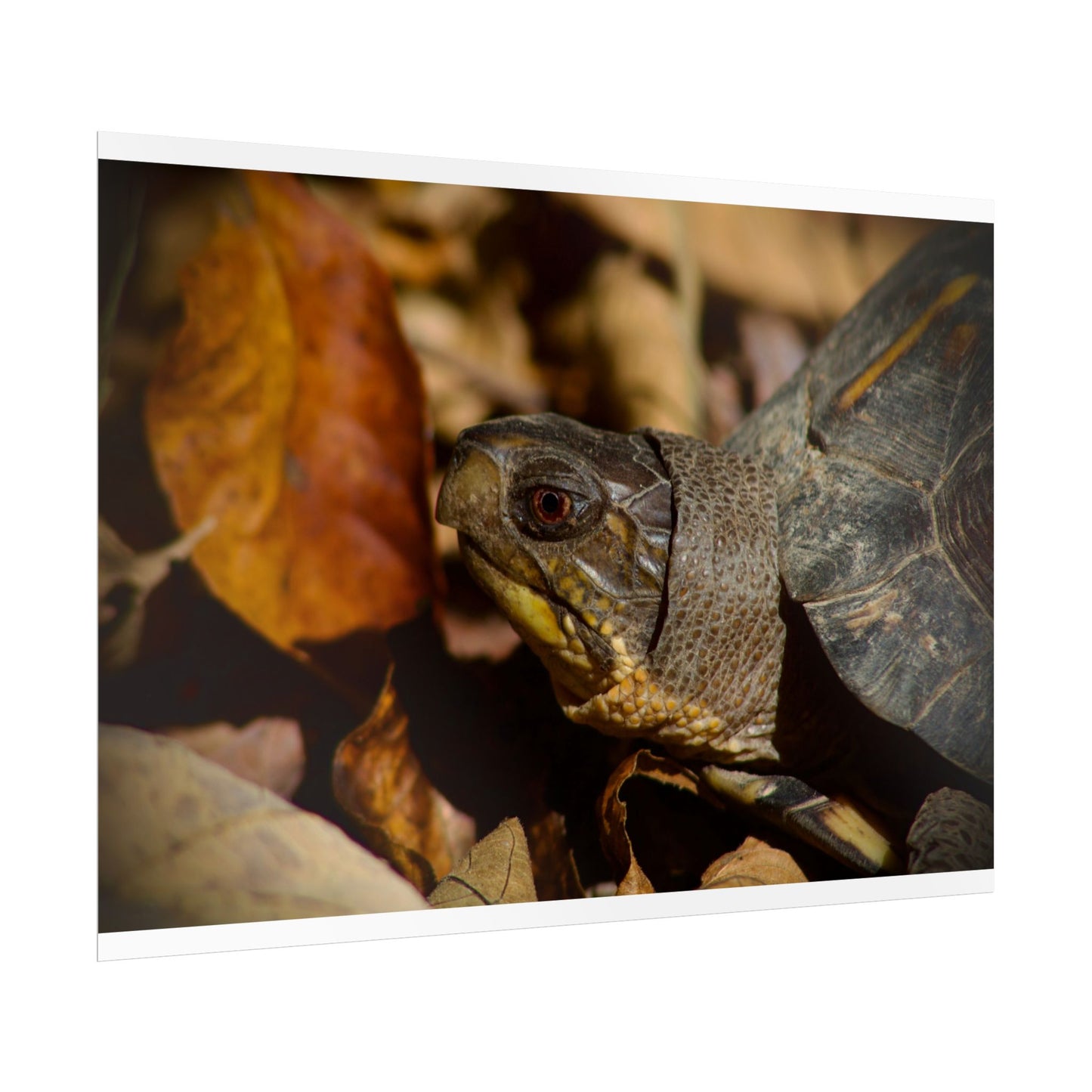 Box Turtle Photography Poster 2