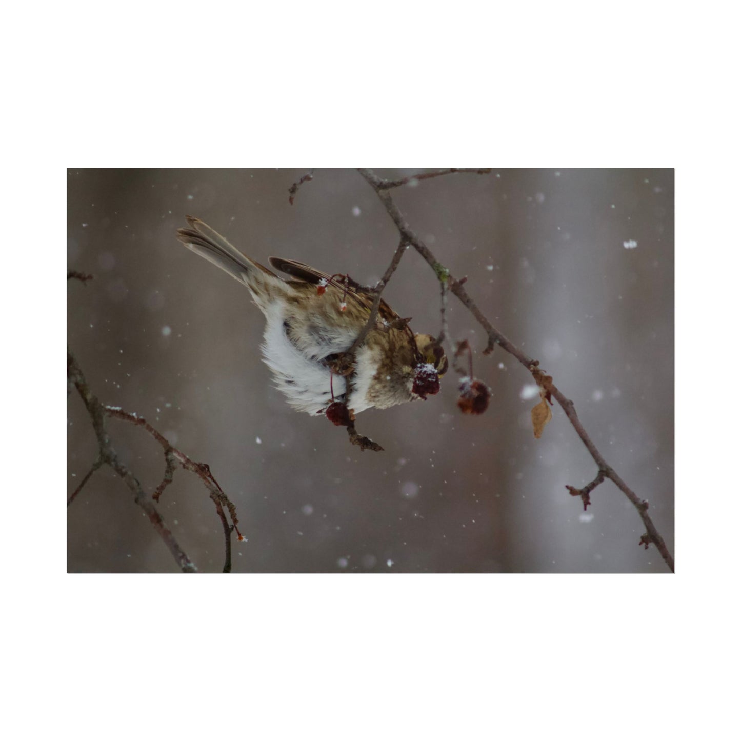 Winter Bird Photography Poster